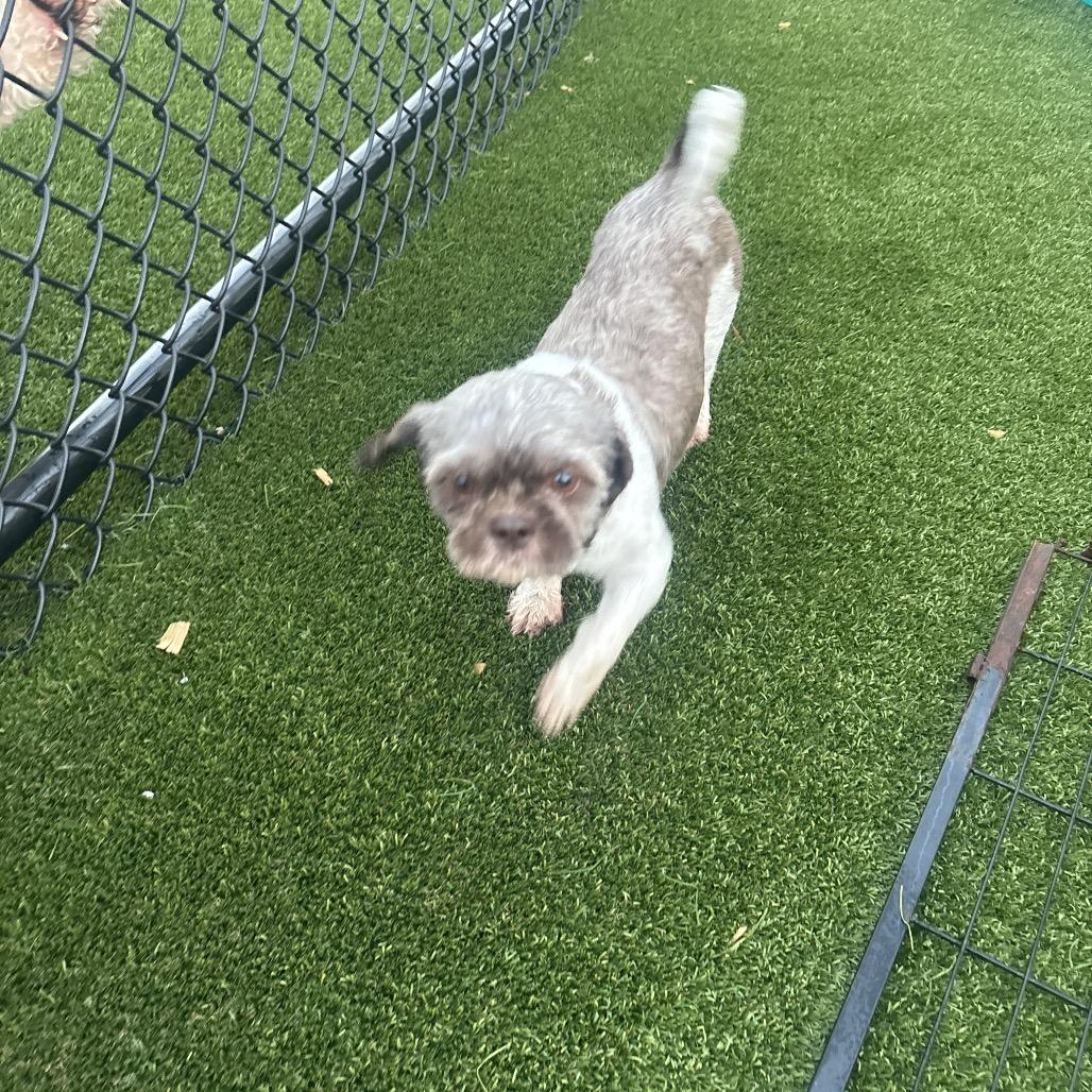 Enlarge Oreo 5290, a Adoptable Shih Tzu in LOXAHATCHEE, FL image 5/6