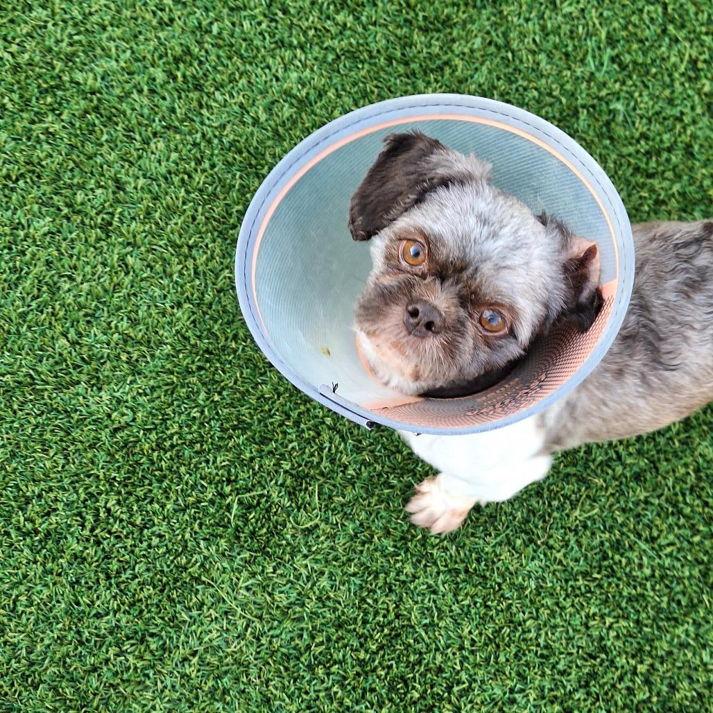 Enlarge Oreo 5290, a Adoptable Shih Tzu in LOXAHATCHEE, FL image 6/6