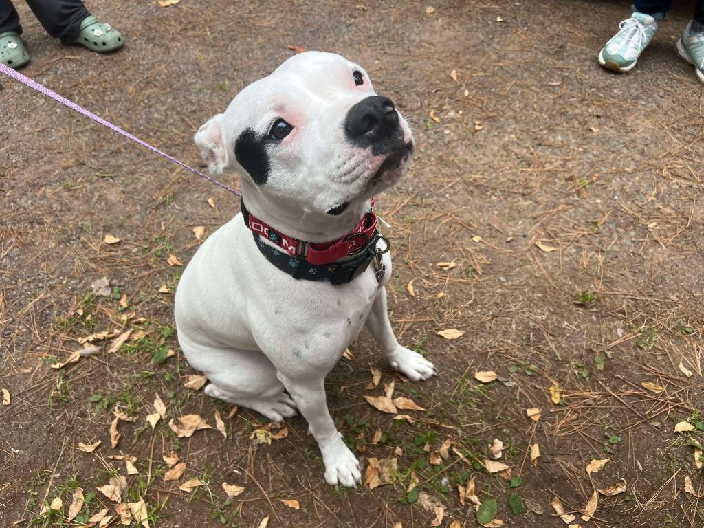 Pinky, Adoptable, Young Female Pit Bull Terrier & Mixed Breed.