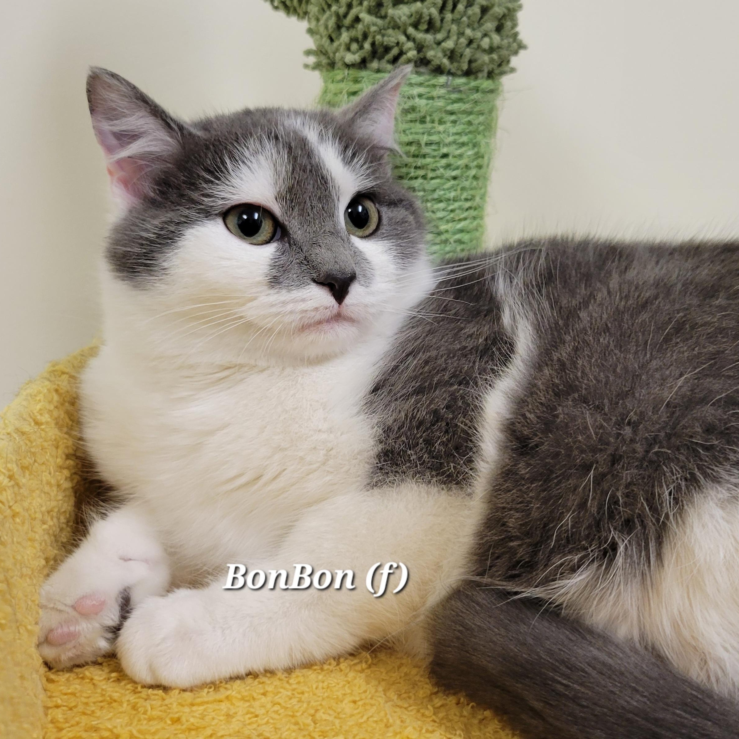 Enlarge BonBon, a Adoptable Domestic Short Hair in Mazon, IL image 1/1