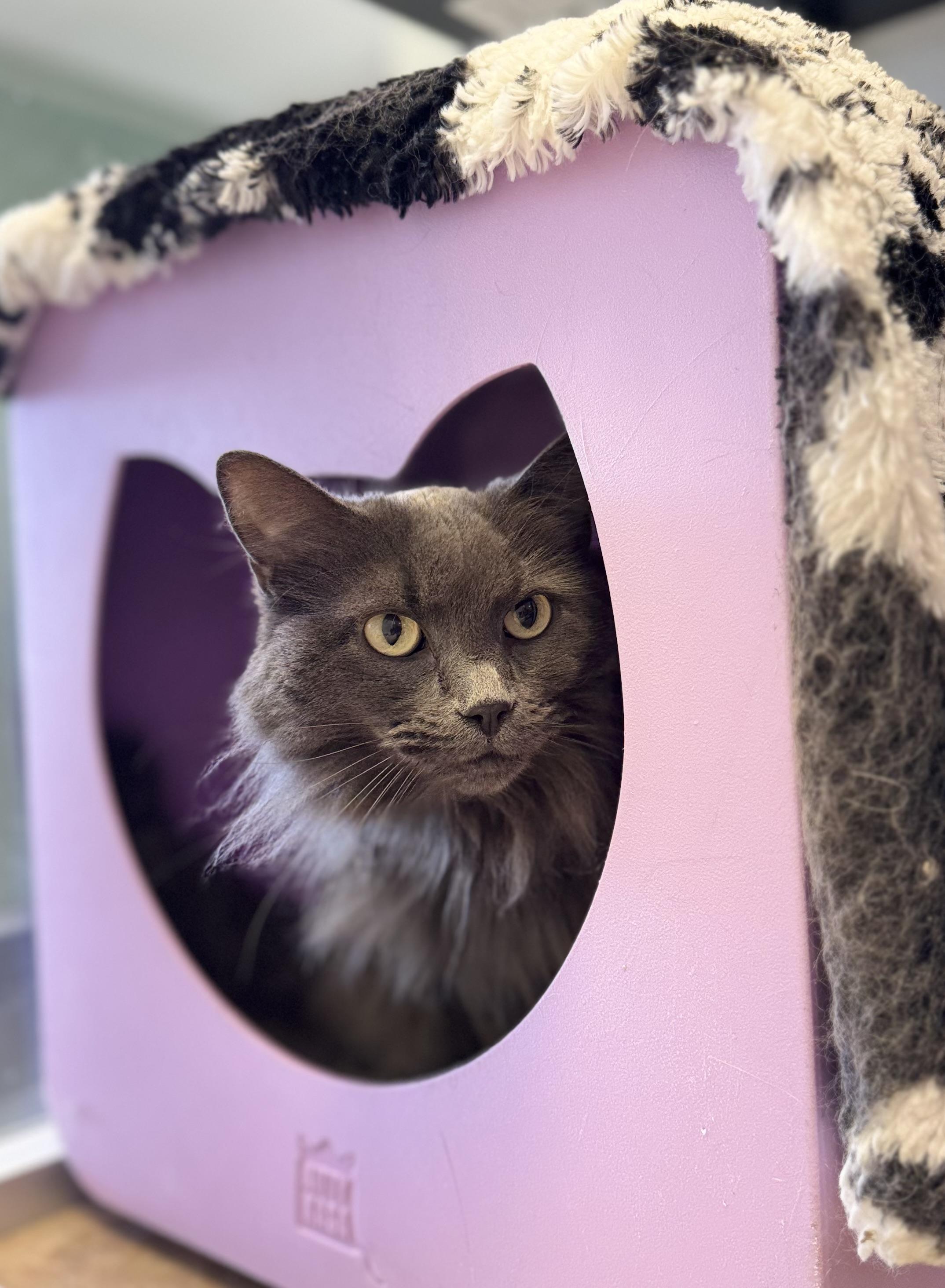 Cali, a ADOPTABLE mixed breed in Eagle, CO image 2/5