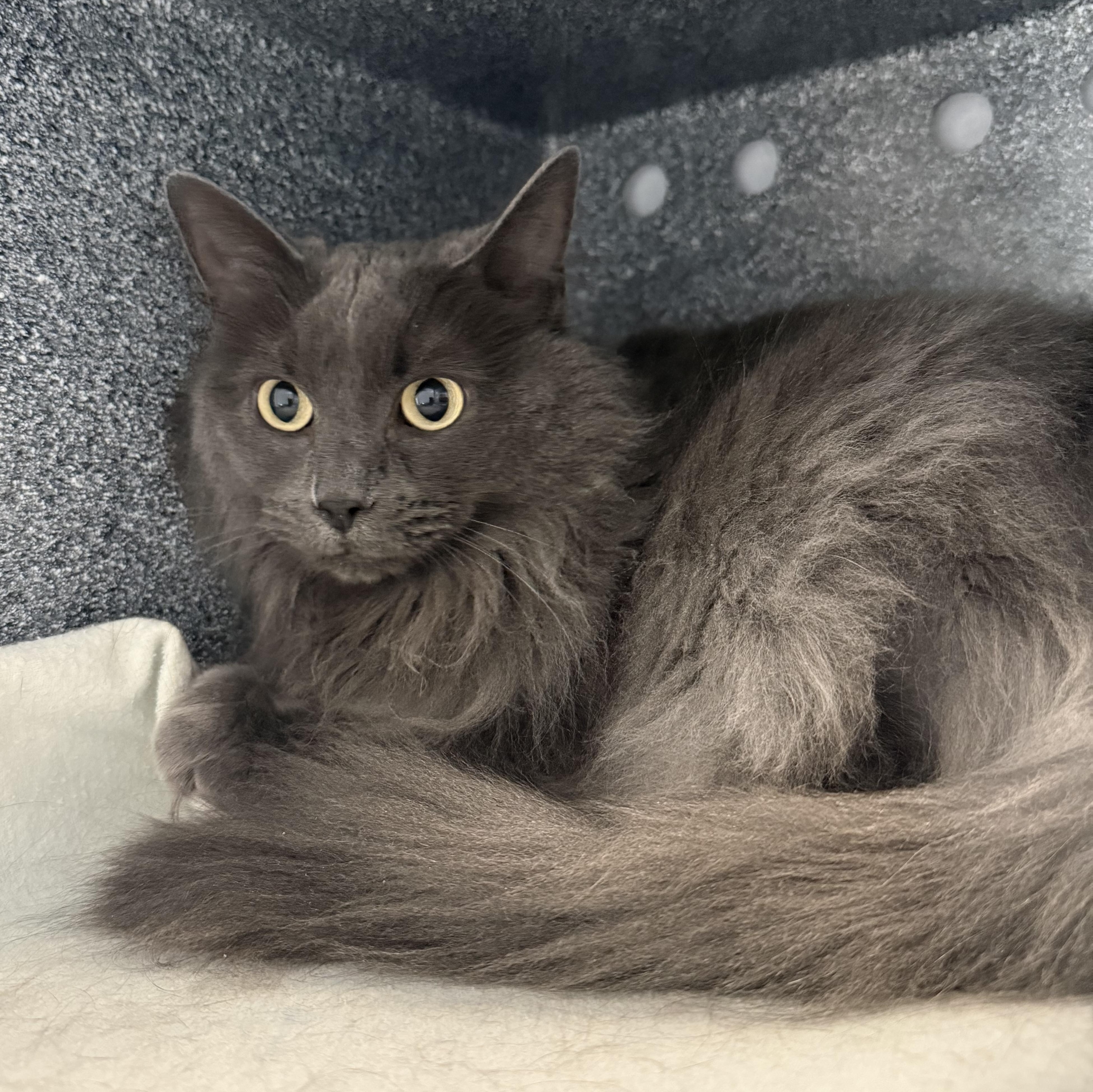 Cali, a ADOPTABLE mixed breed in Eagle, CO image 2/4