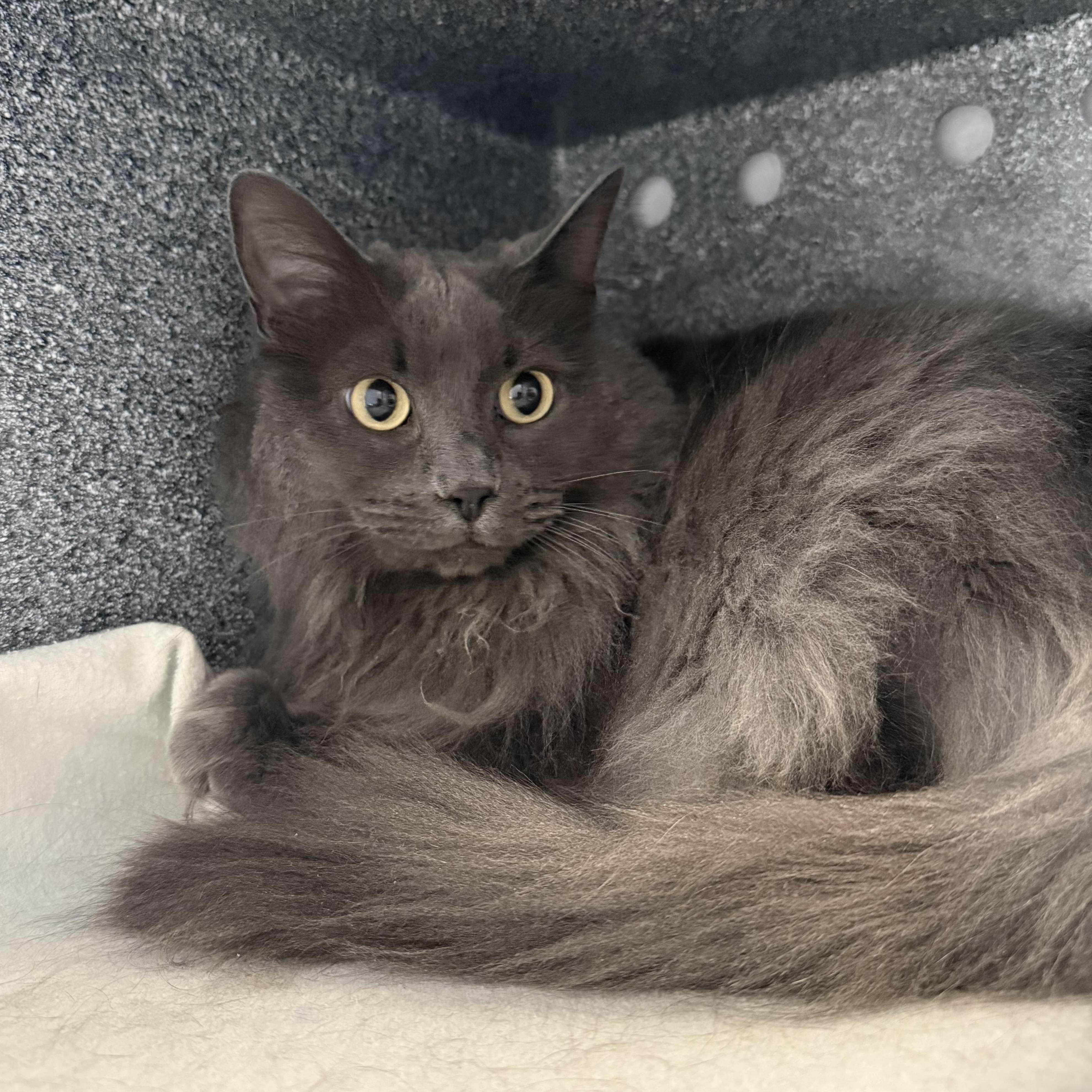 Cali, ADOPTABLE, Adult Female Domestic Long Hair & Nebelung.