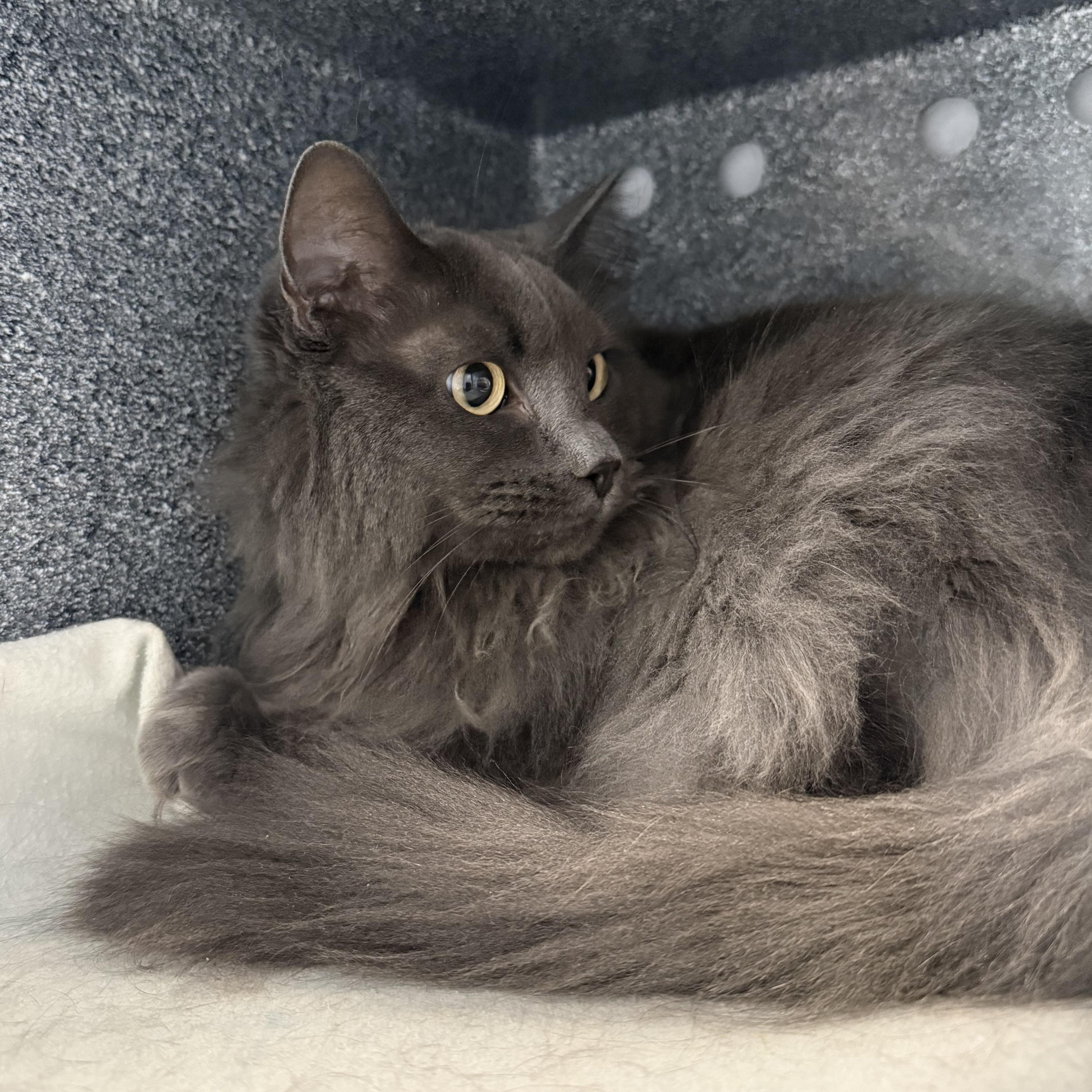 Cali, a ADOPTABLE mixed breed in Eagle, CO image 3/4