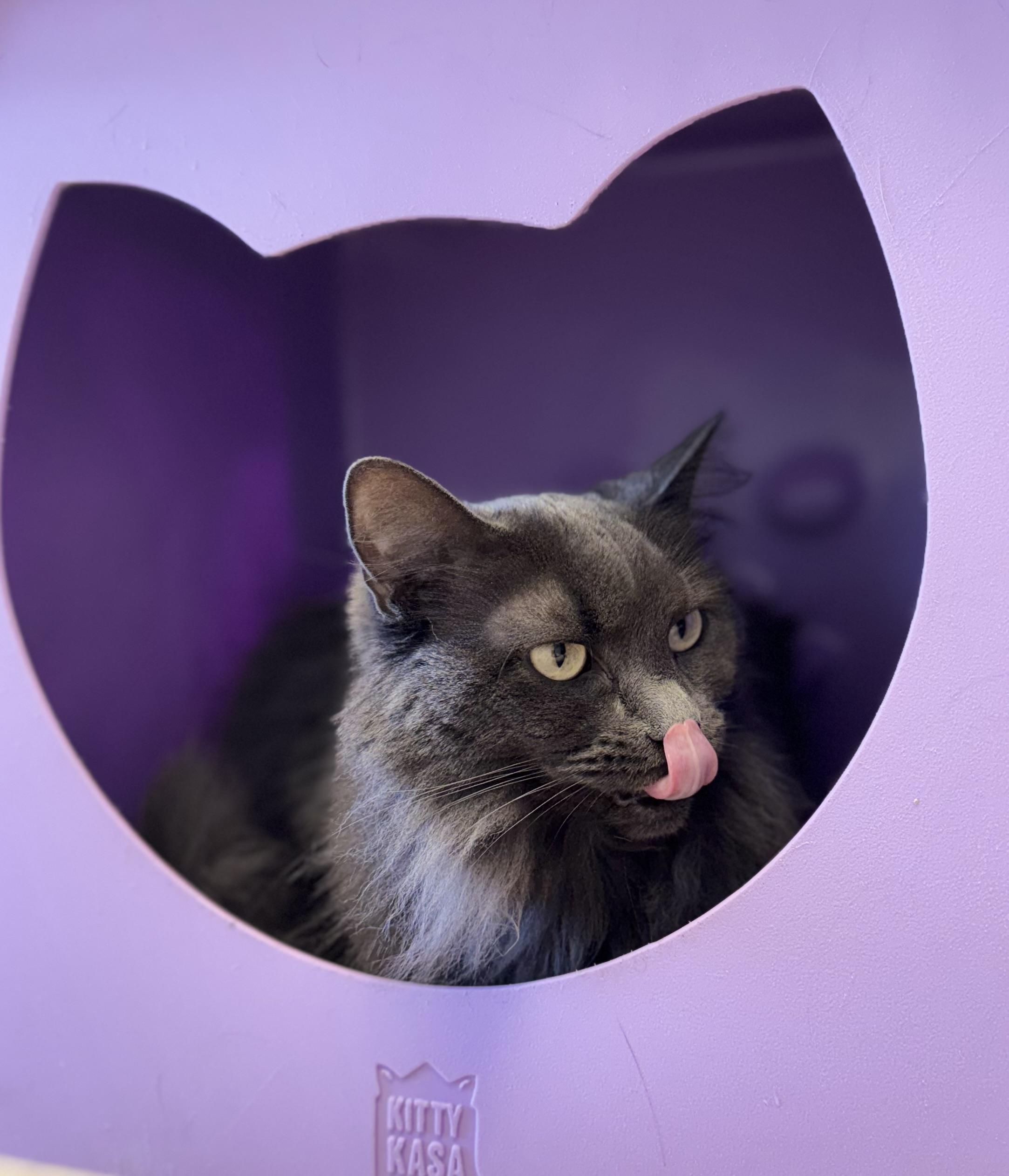 Cali, a ADOPTABLE mixed breed in Eagle, CO image 4/5