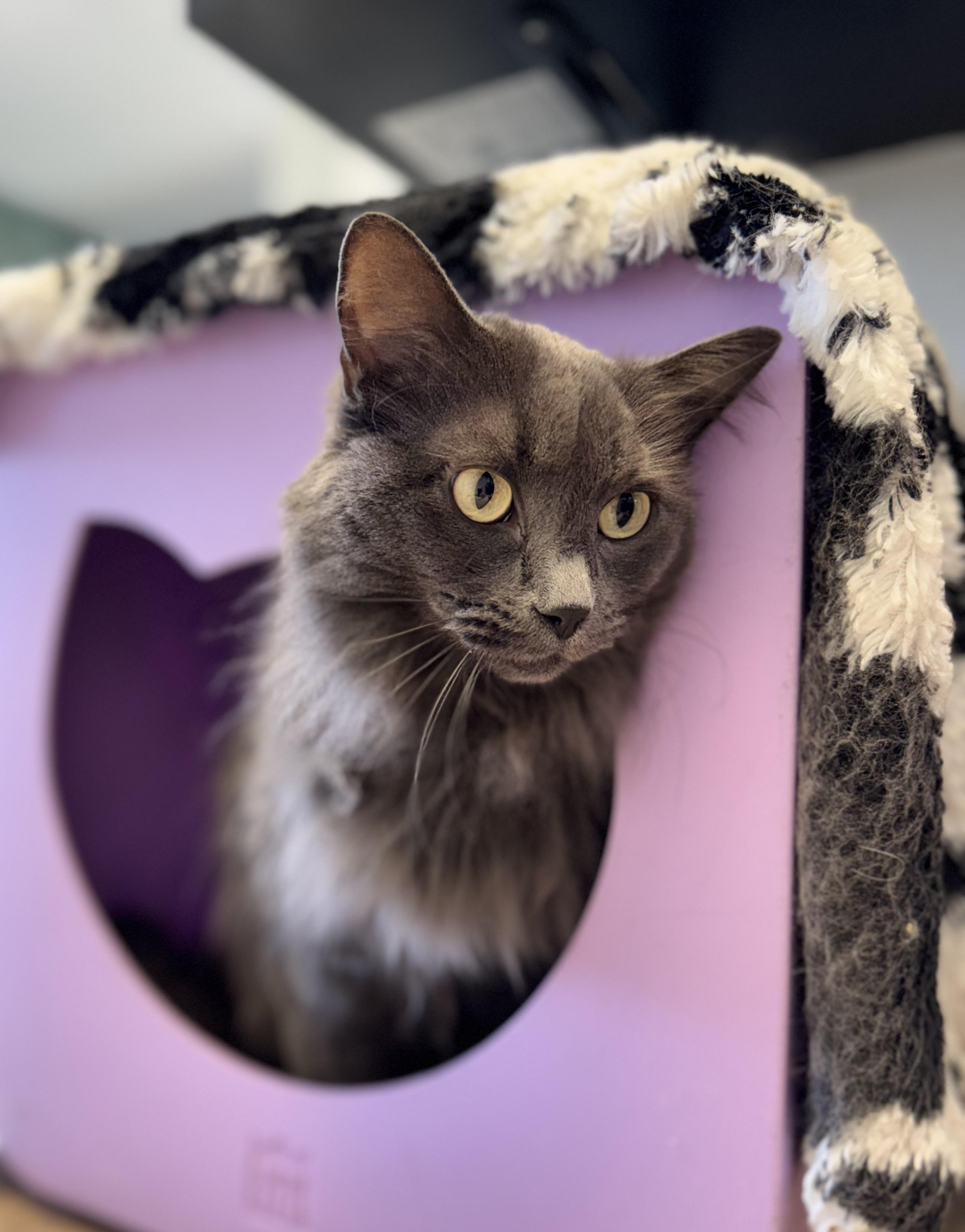 Cali, a ADOPTABLE mixed breed in Eagle, CO image 3/5