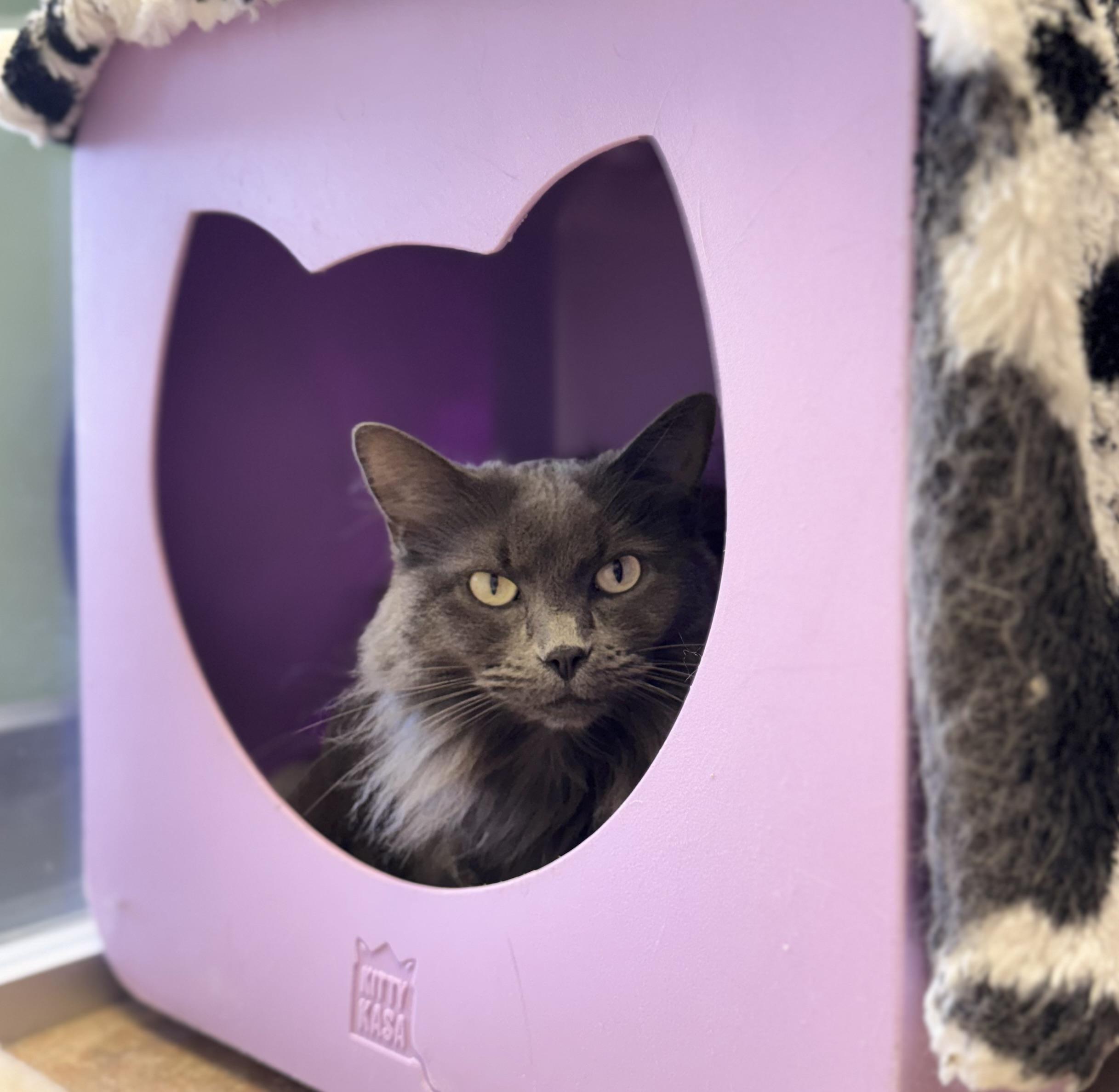 Cali, ADOPTABLE, Adult Female Domestic Long Hair & Nebelung.