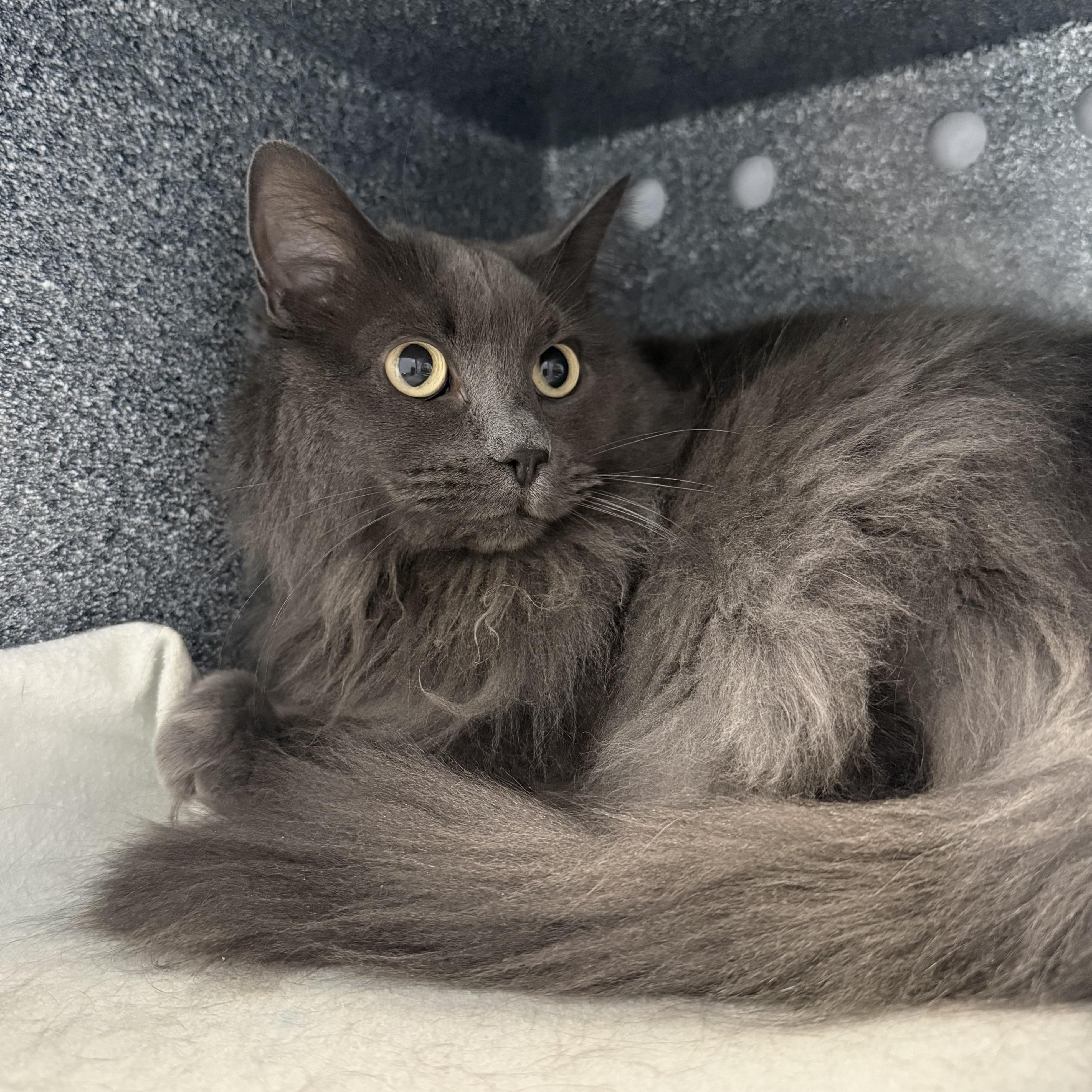 Cali, a ADOPTABLE mixed breed in Eagle, CO image 4/4