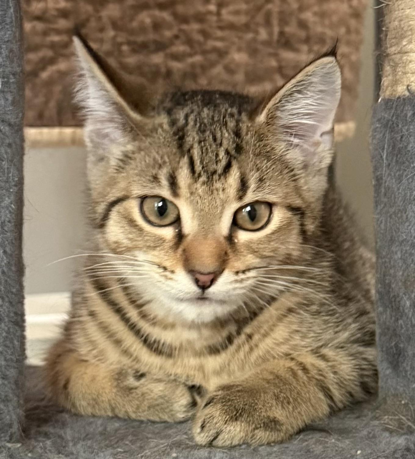 Hendrix, a ADOPTABLE Domestic Short Hair in CANONSBURG, PA image 3/5