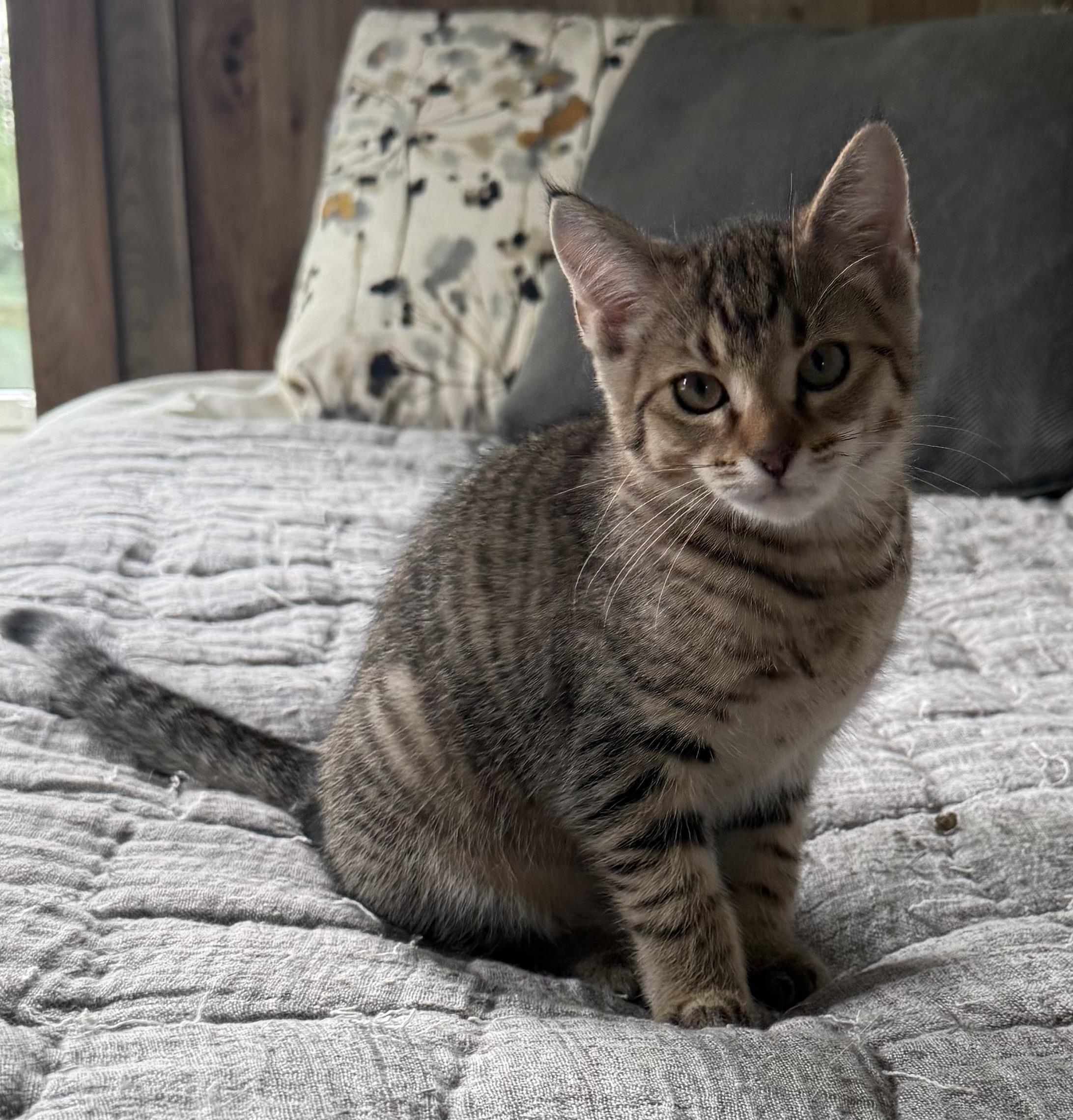 Hendrix, a ADOPTABLE Domestic Short Hair in CANONSBURG, PA image 5/5