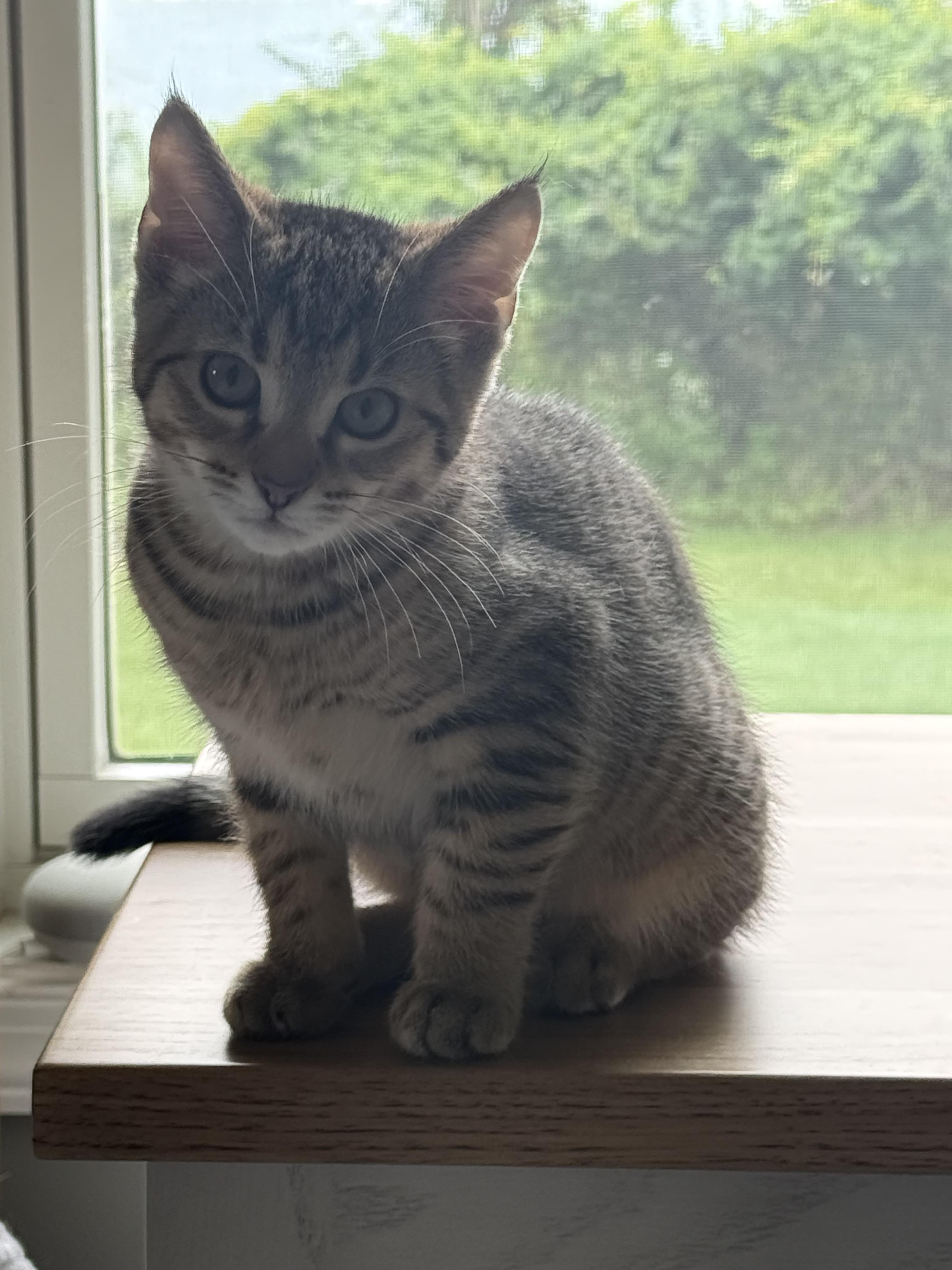 Hendrix, a ADOPTABLE Domestic Short Hair in CANONSBURG, PA image 4/5