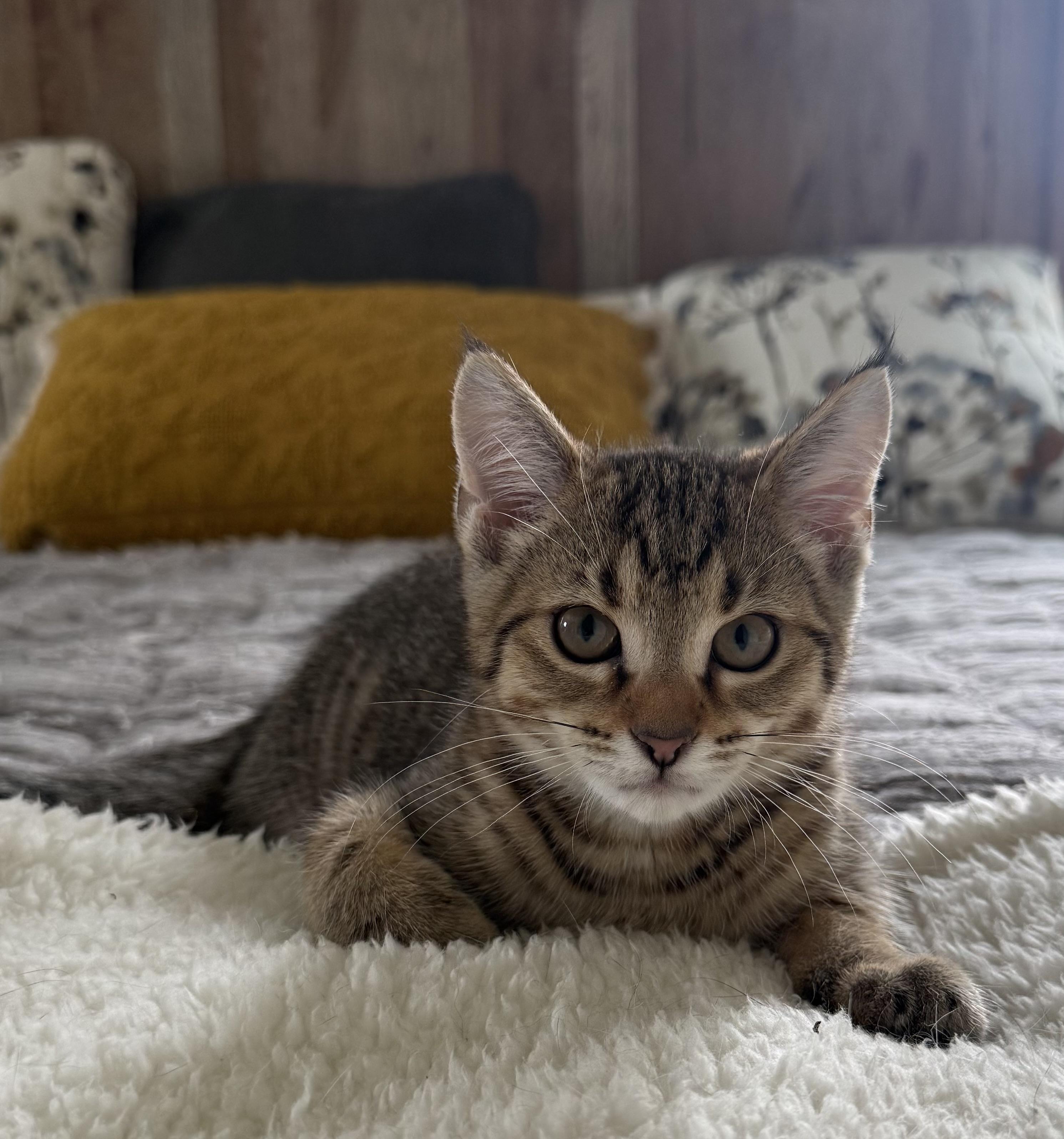 Hendrix, ADOPTABLE, Kitten Male Domestic Short Hair.