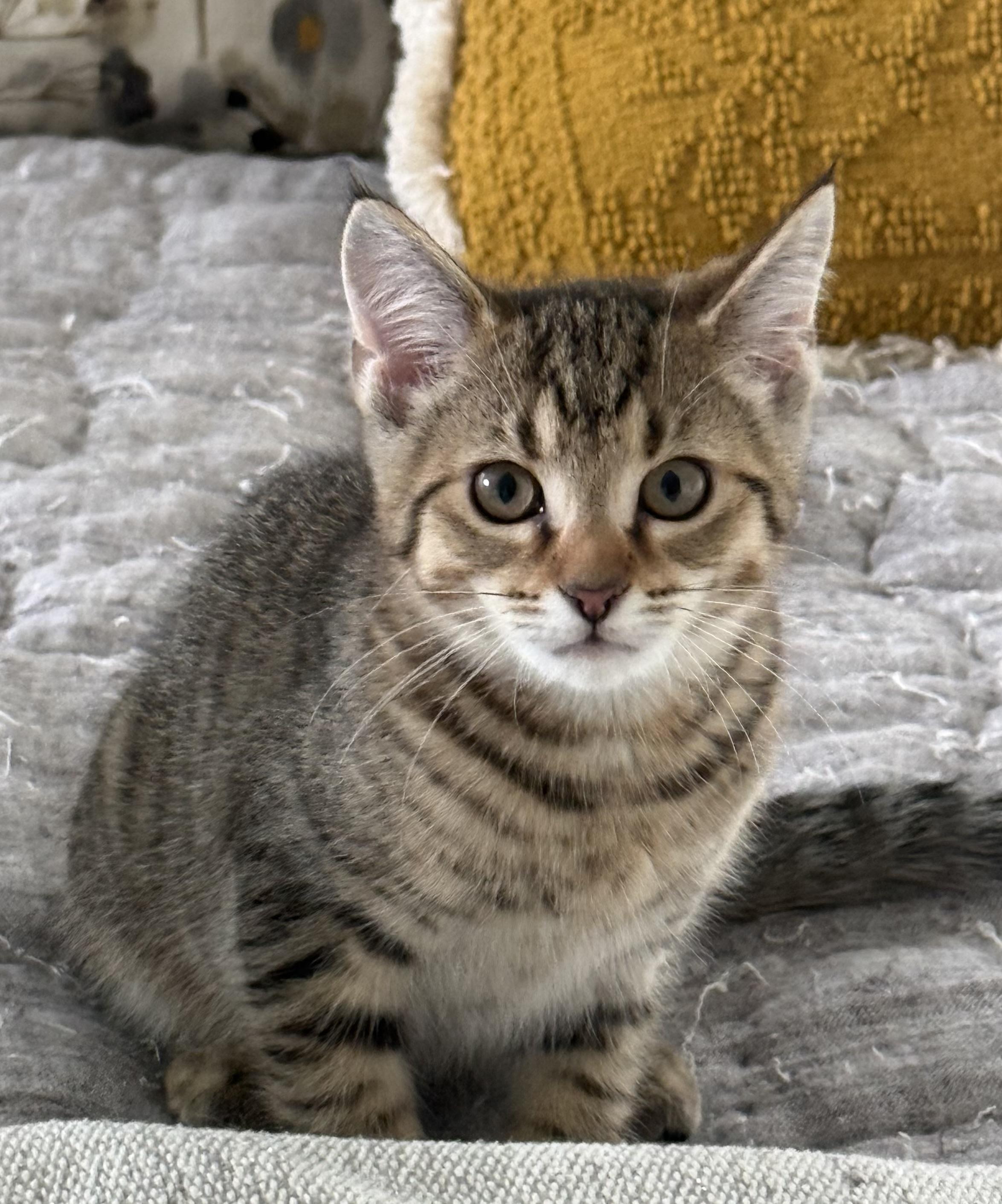 Hendrix, a ADOPTABLE Domestic Short Hair in CANONSBURG, PA image 2/5