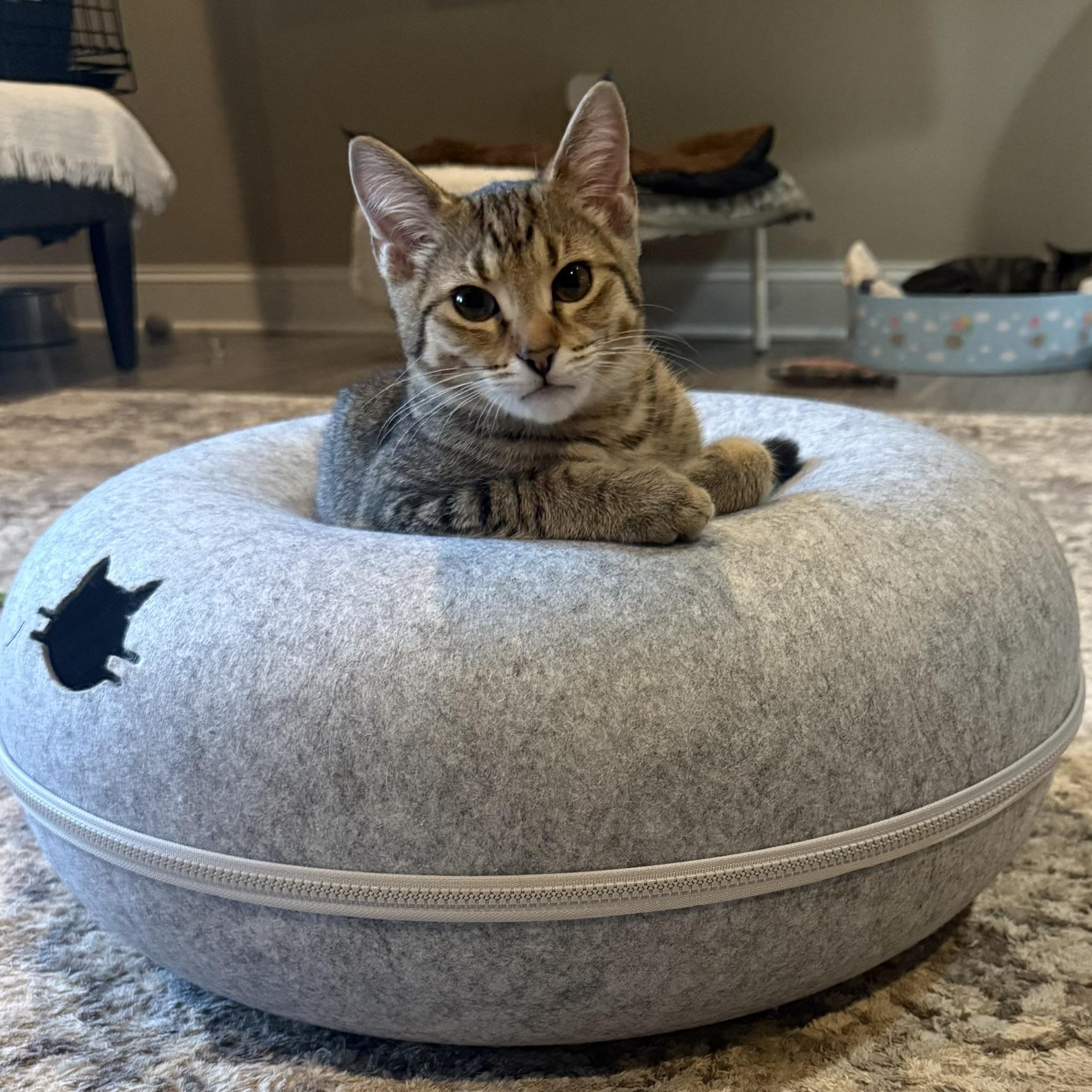 Hendrix, a ADOPTABLE Domestic Short Hair in CANONSBURG, PA image 5/5