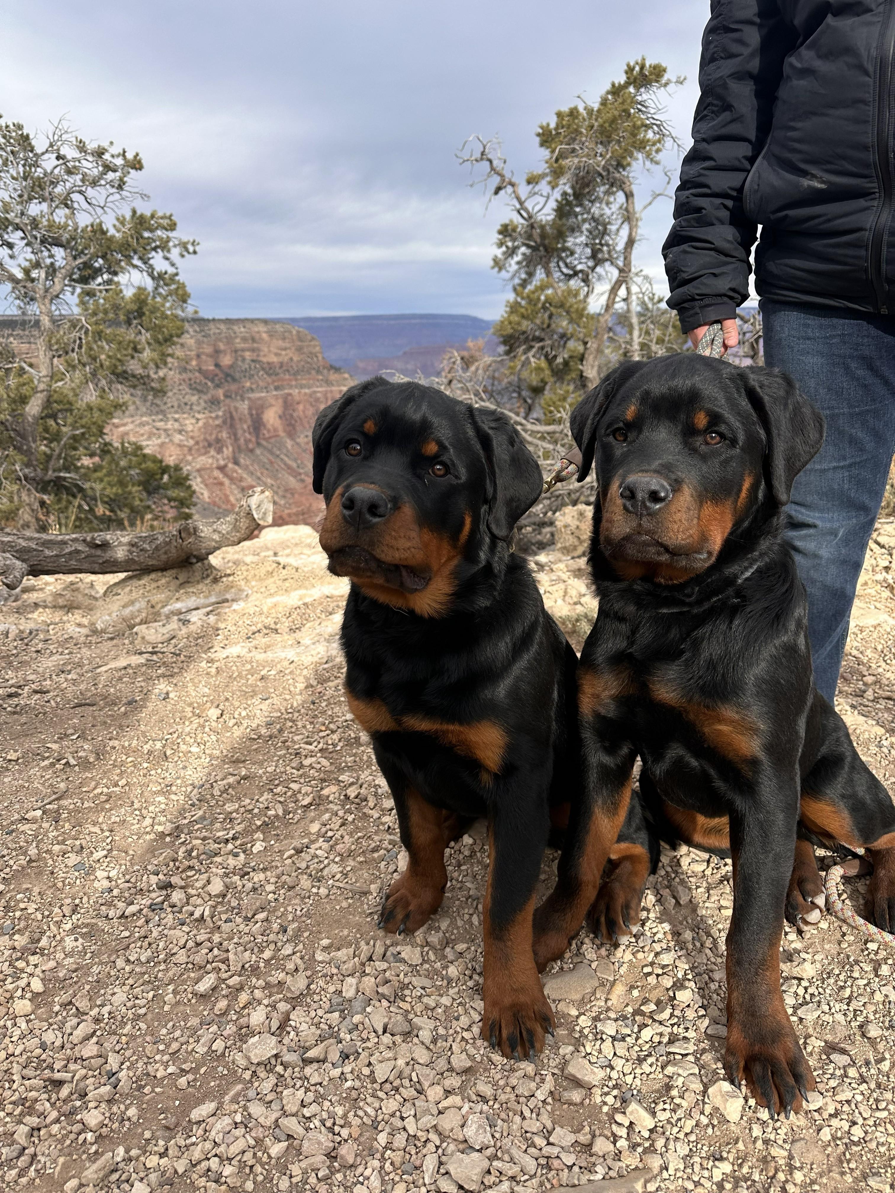"Sirius", a Adoptable Rottweiler in Cody, WY image 2/2