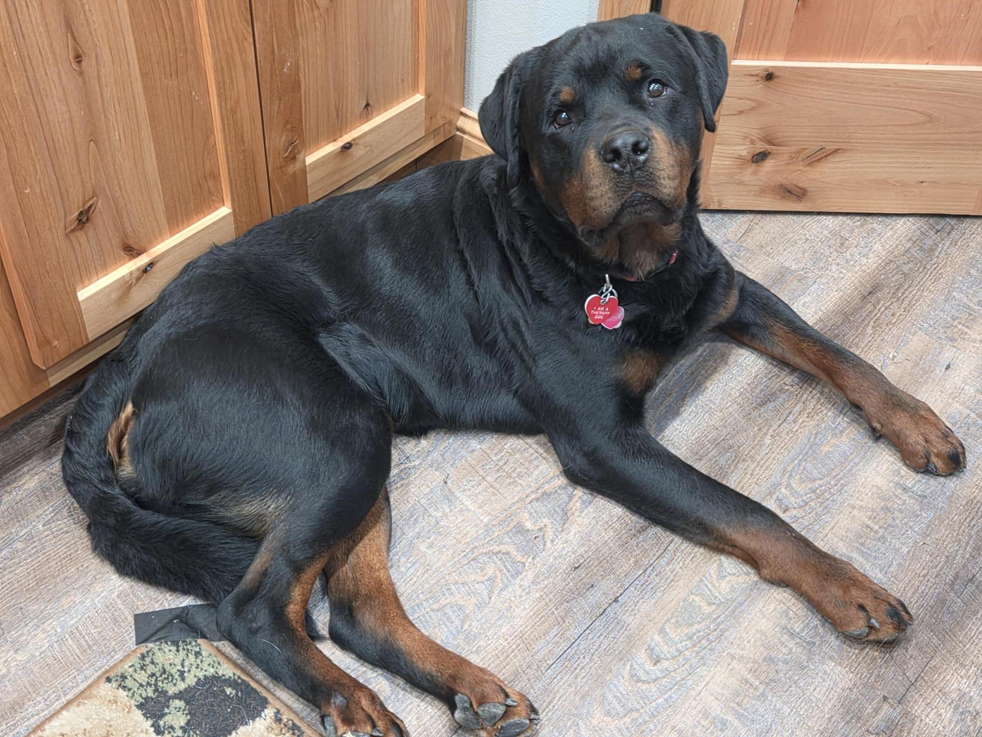 "Sirius", a Adoptable Rottweiler in Cody, WY image 1/2