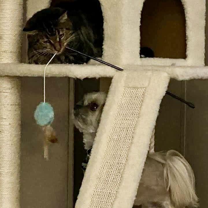 Charlie Bean, Adoptable, Senior Male Maltese.