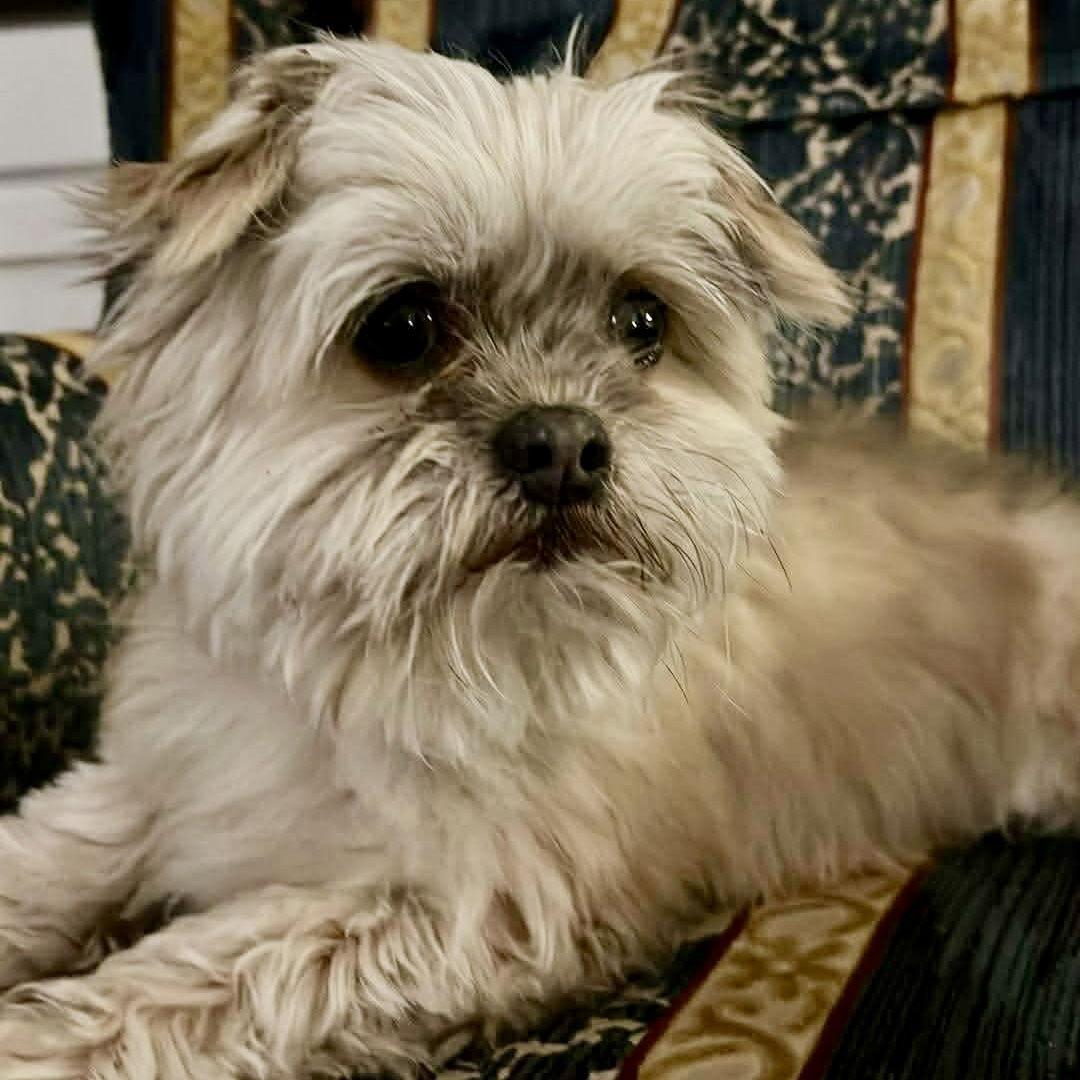 Enlarge Charlie Bean, a Adoptable Maltese in Hillsborough , NC image 2/3