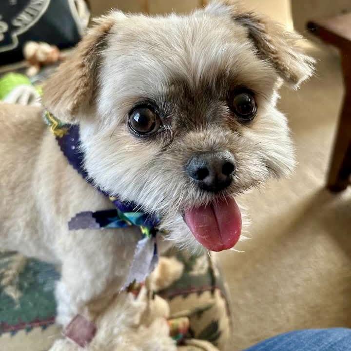 Enlarge Charlie Bean, a Adoptable Maltese in Hillsborough , NC image 3/3