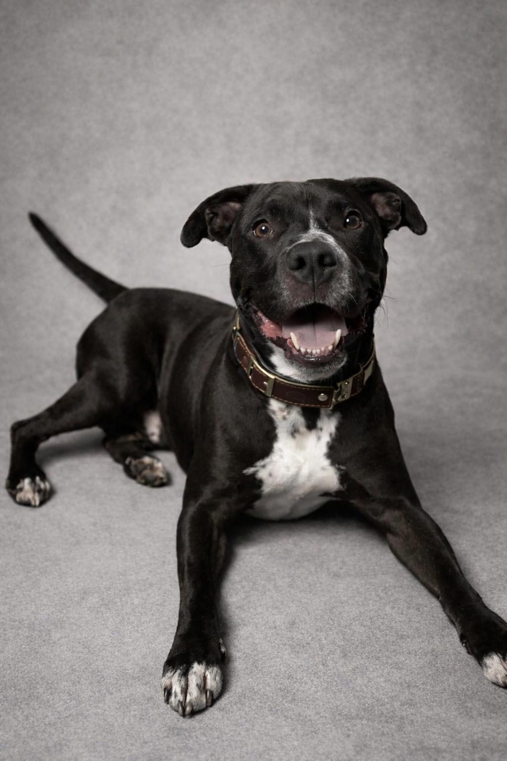 Enlarge Tank, a ADOPTABLE mixed breed in Wooster, OH image 1/1