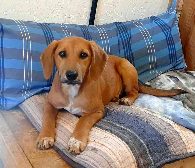Joy, Adoptable, Young Female Beagle & Redbone Coonhound.