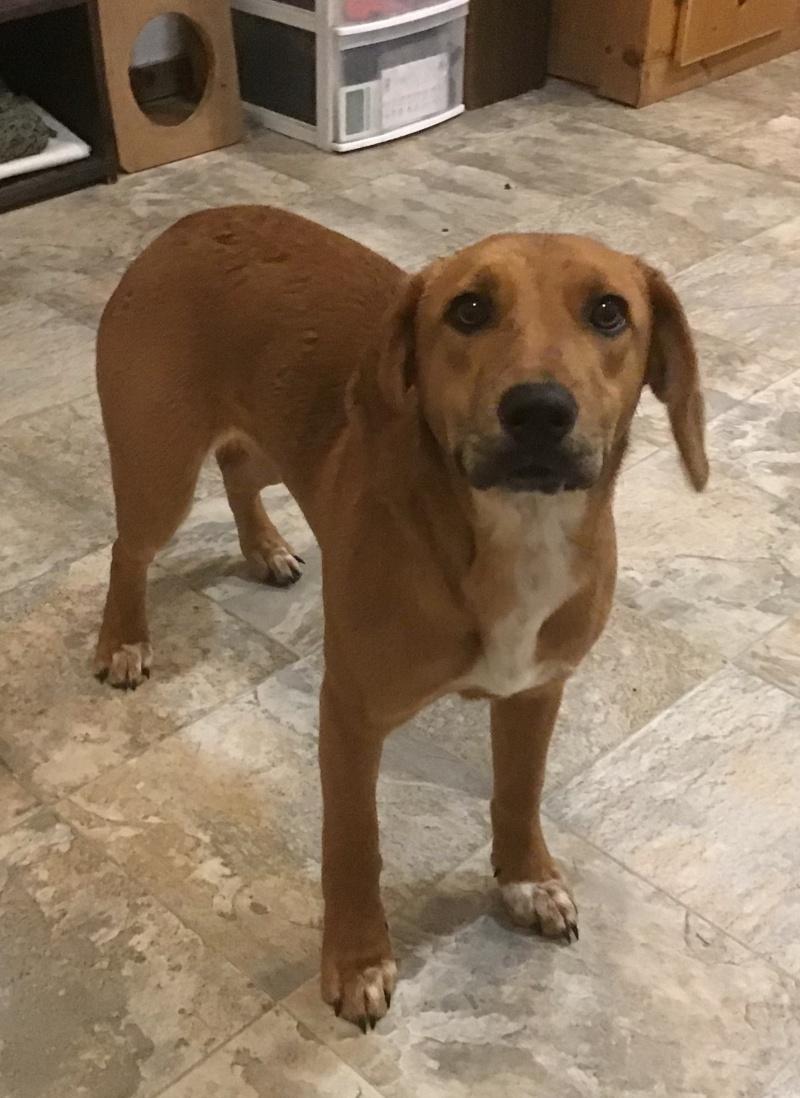 Joy, an adoptable mixed breed in Bancroft, ON image 3/3