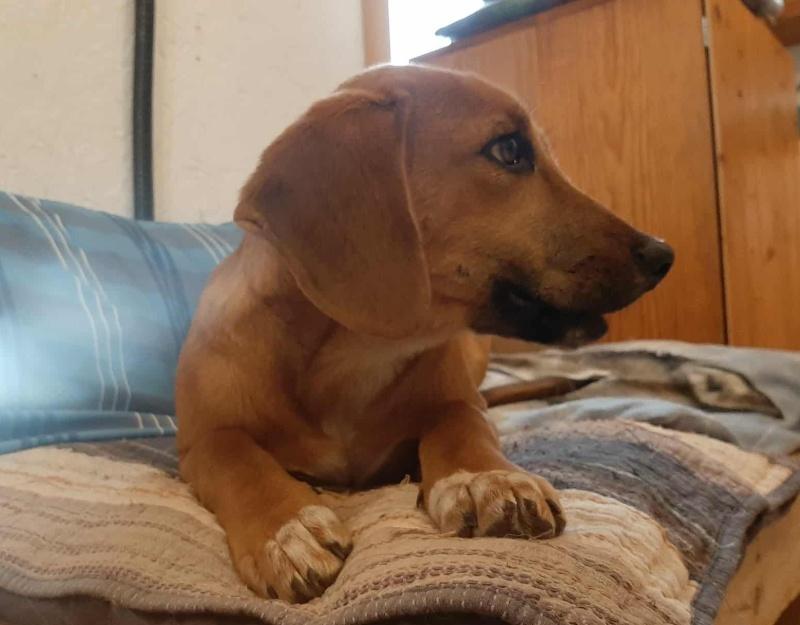 Joy, a Adoptable mixed breed in Bancroft, ON image 3/3