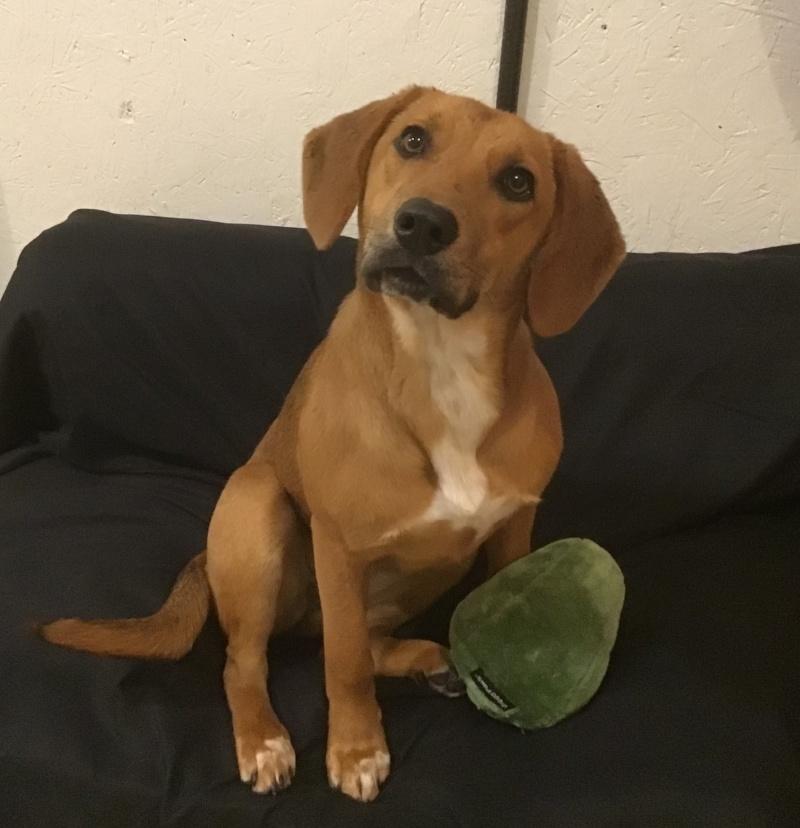 Joy, an adoptable mixed breed in Bancroft, ON image 2/3