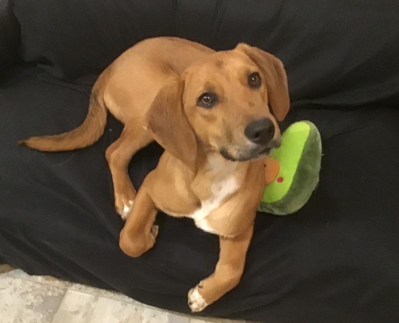 Joy, an adoptable mixed breed in Bancroft, ON image 1/3