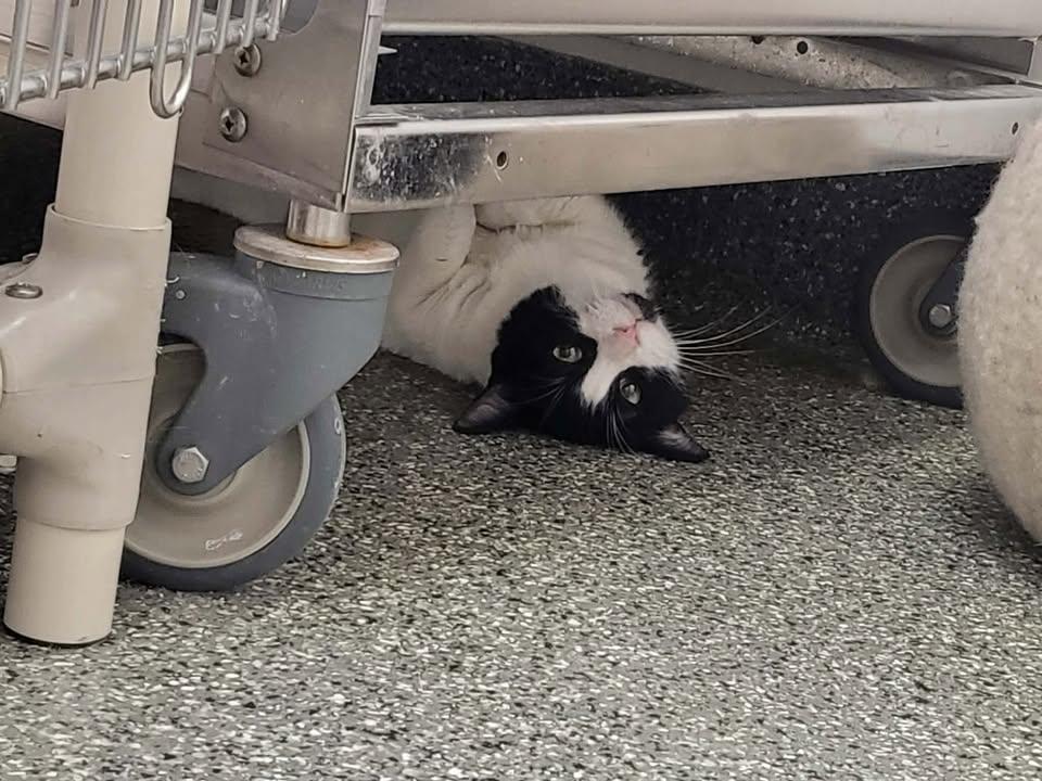 Enlarge Boots, a Adoptable Domestic Short Hair in Homer, AK image 1/2