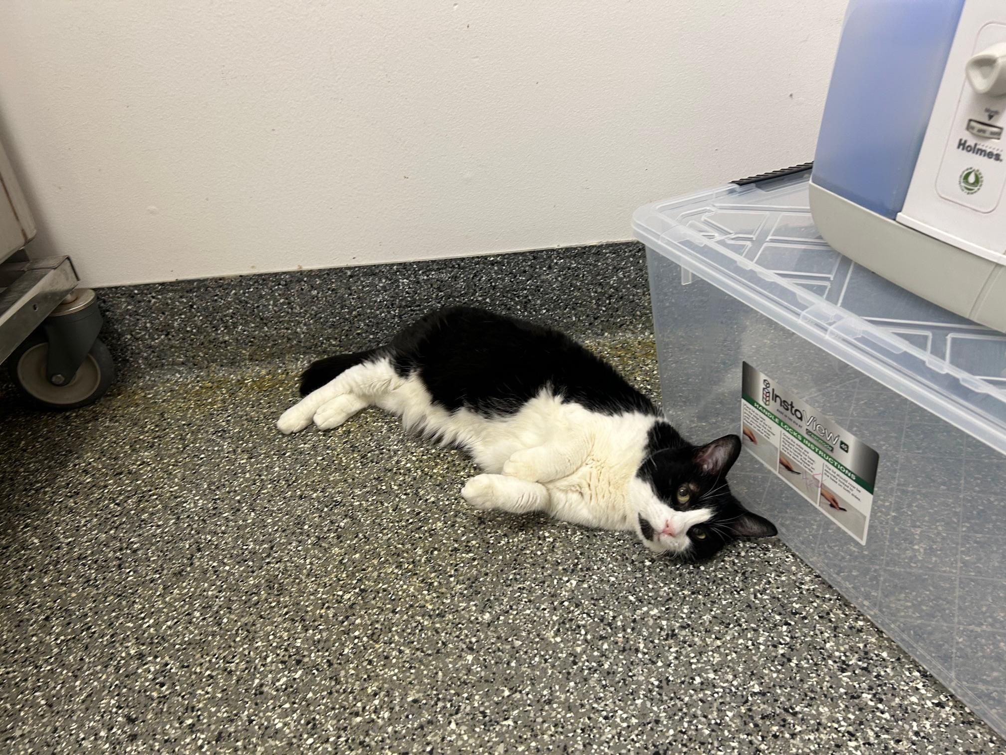 Enlarge Boots, a Adoptable Domestic Short Hair in Homer, AK image 2/2