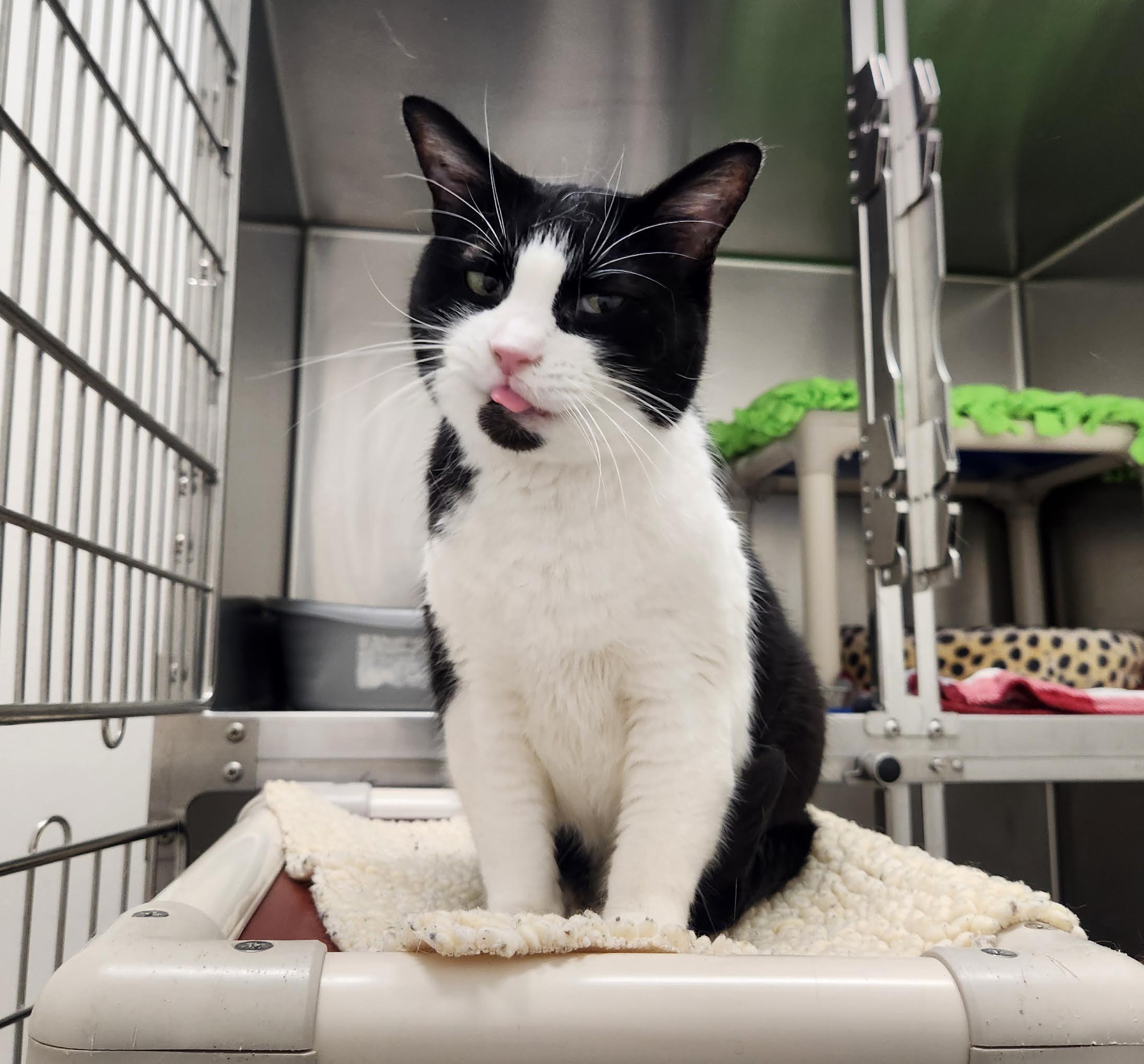 Boots, an adopted Domestic Short Hair in Homer, AK image 1/3
