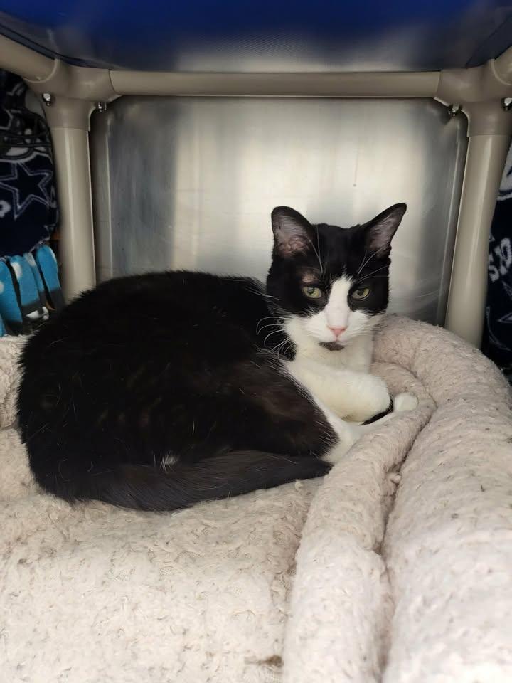 Boots, an adopted Domestic Short Hair in Homer, AK image 2/3