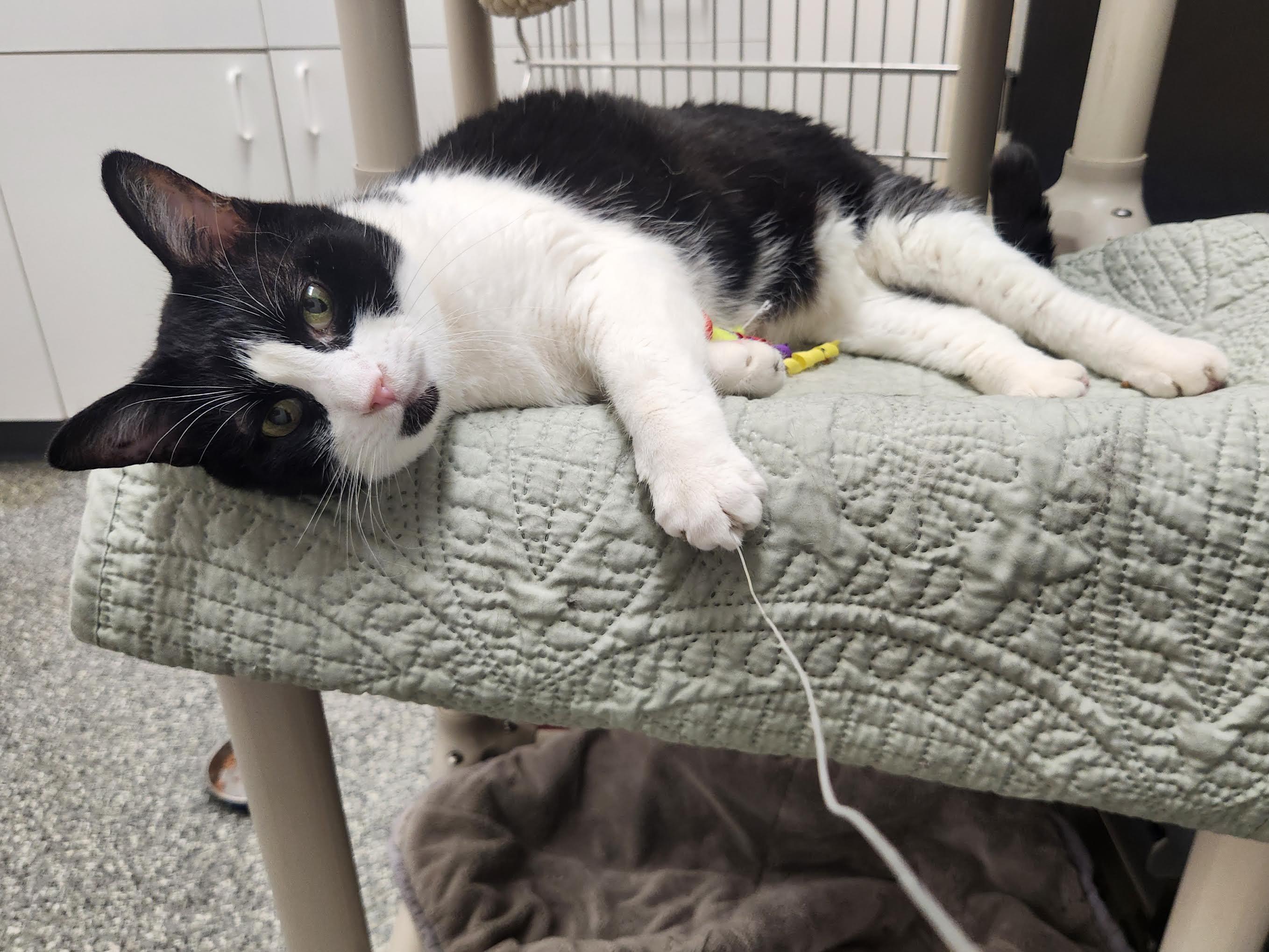 Boots, an adopted Domestic Short Hair in Homer, AK image 3/3