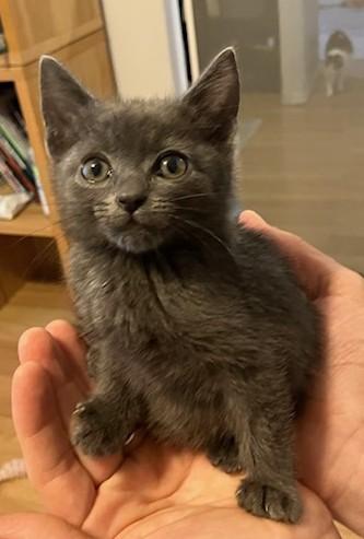 Fezzik, ADOPTABLE, Kitten Female Domestic Short Hair.