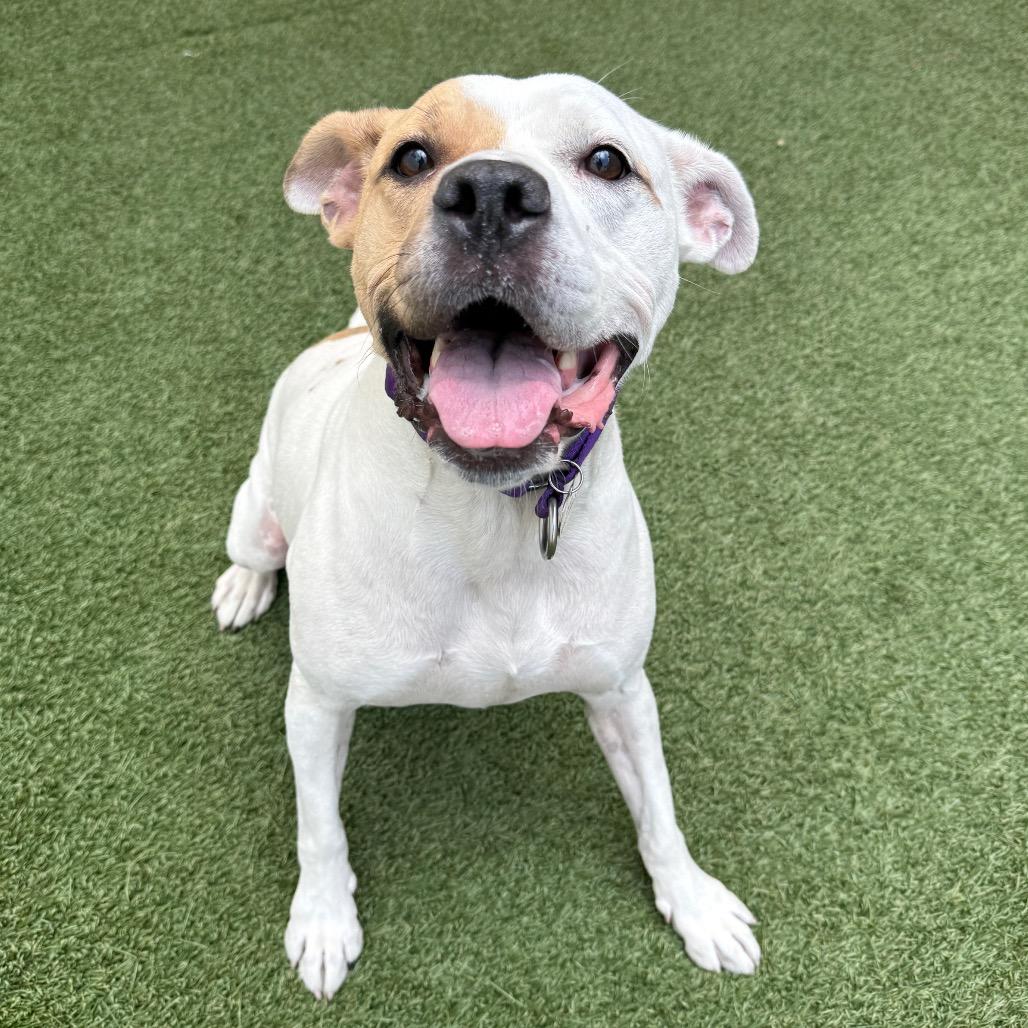 Solange, a Adoptable Pit Bull Terrier in Los Angeles, CA image 1/6