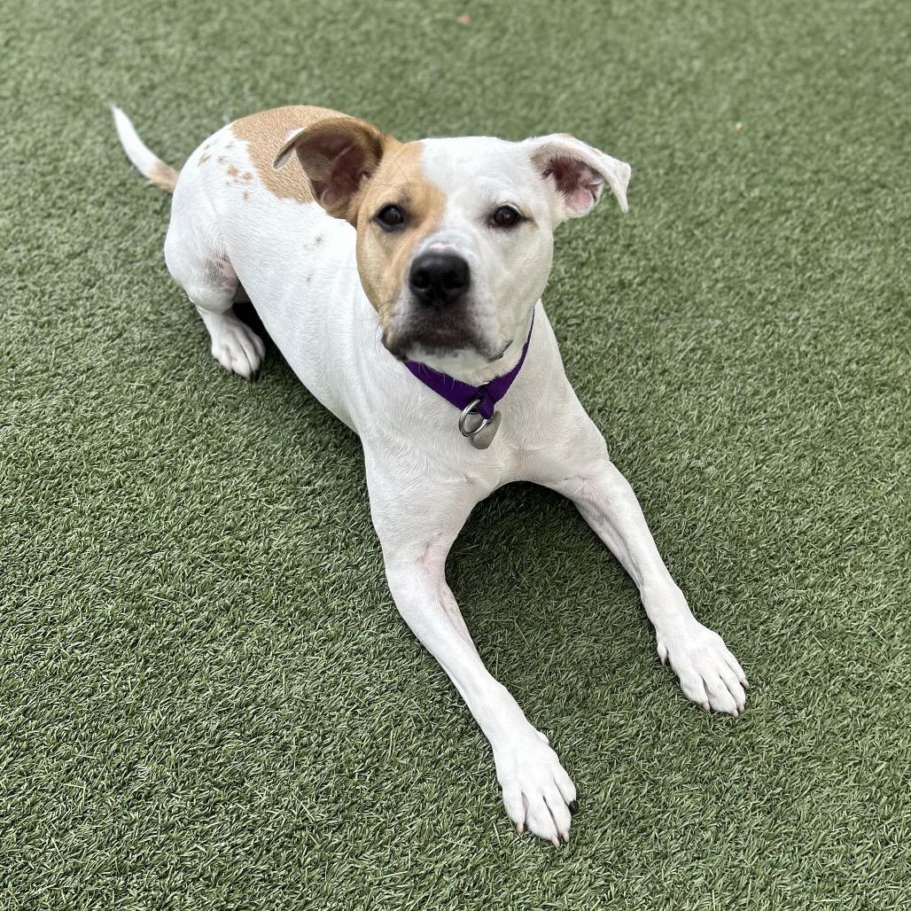 Solange, a Adoptable Pit Bull Terrier in Los Angeles, CA image 6/6