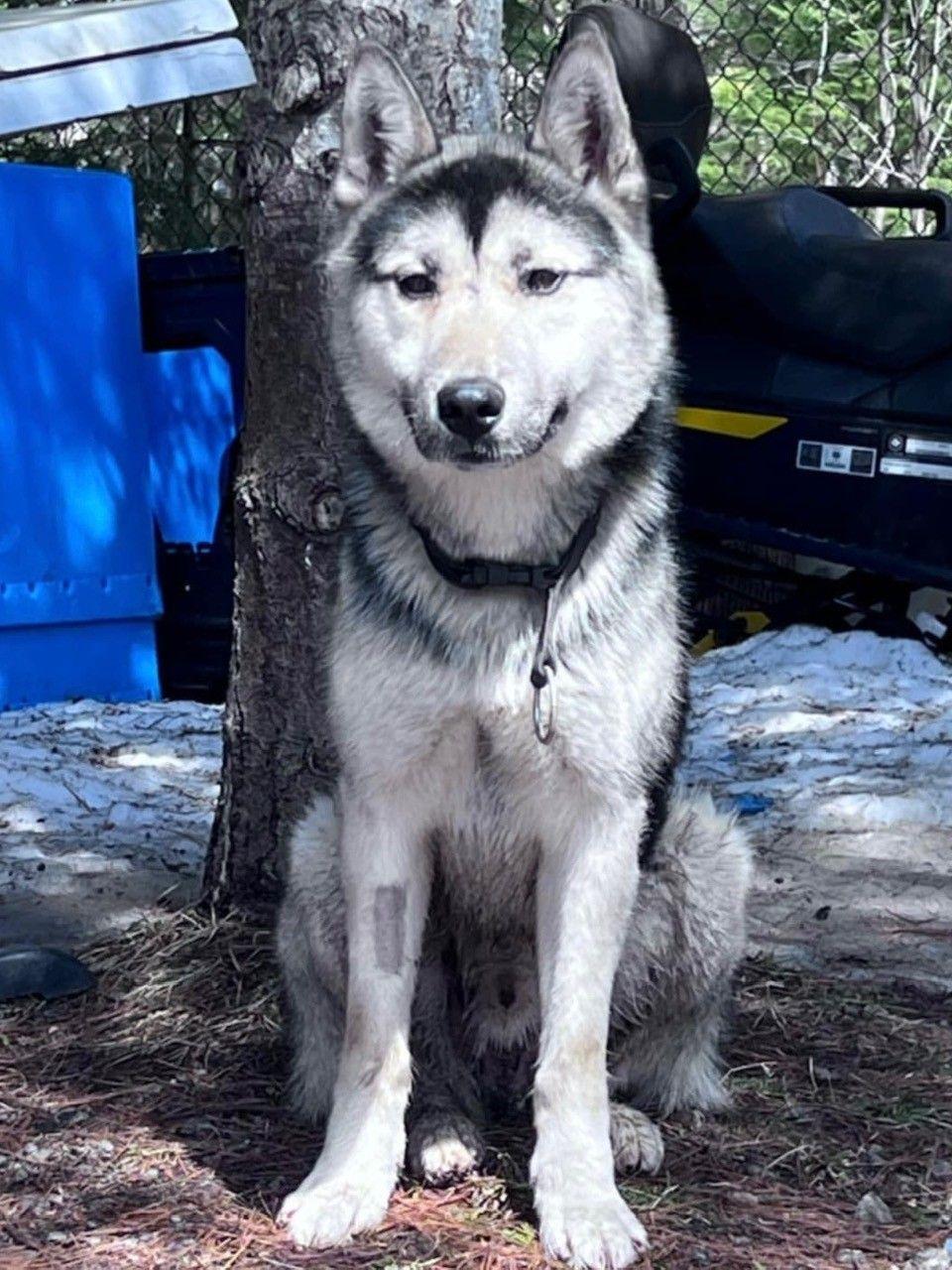 Chase, Adult Male Husky