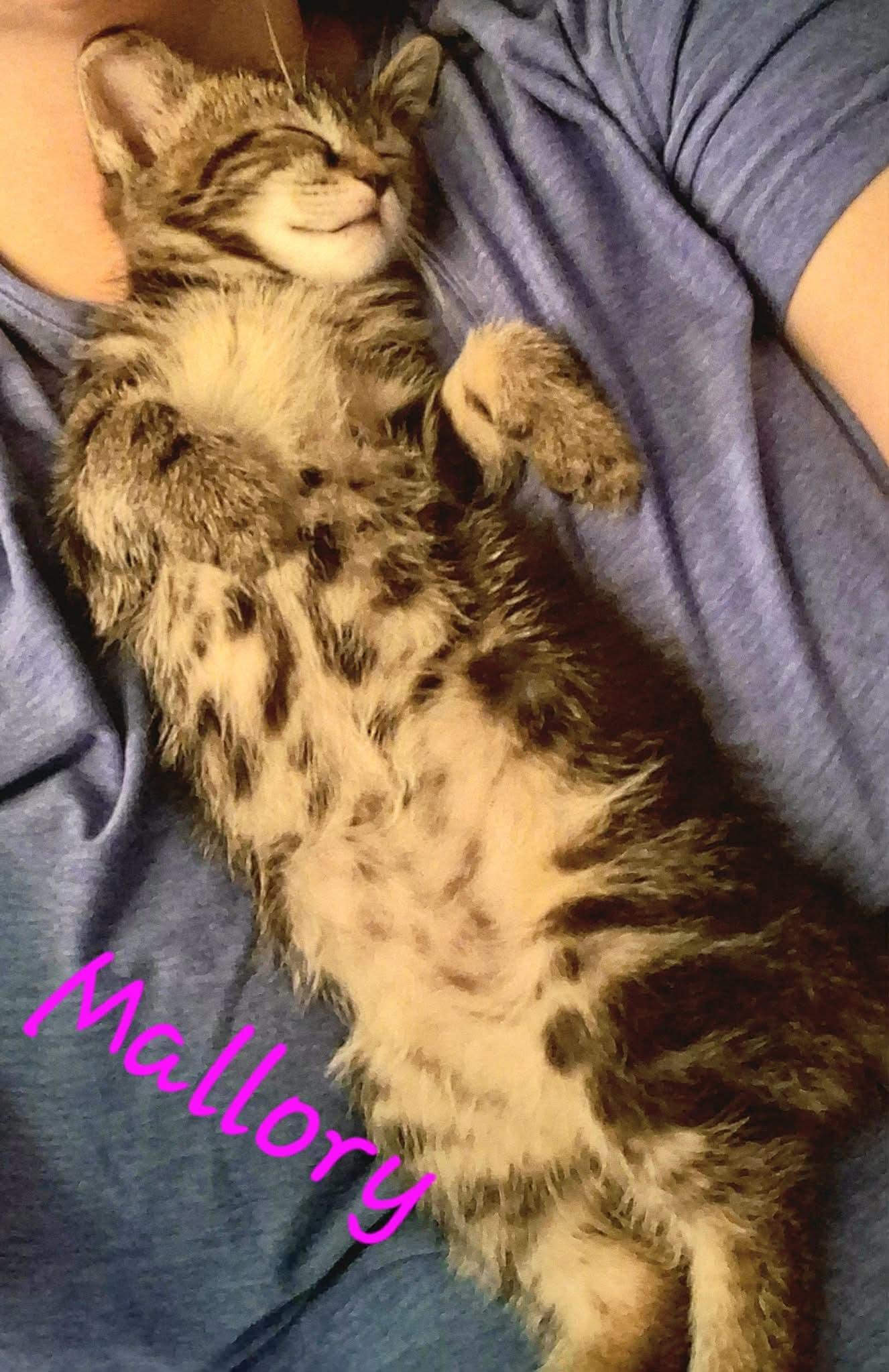 Mallory, a ADOPTABLE Domestic Short Hair in East Lansing, MI image 2/4