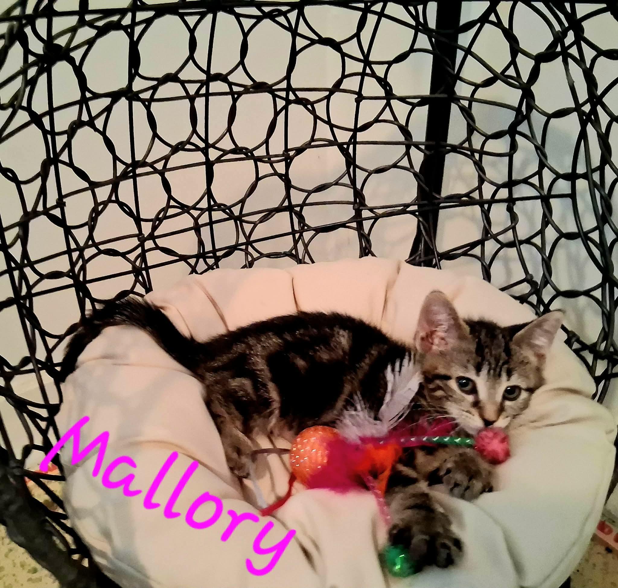 Mallory, a ADOPTABLE Domestic Short Hair in East Lansing, MI image 3/4