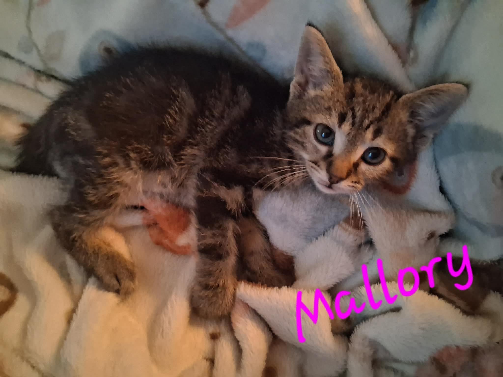 Mallory, a ADOPTABLE Domestic Short Hair in East Lansing, MI image 1/4