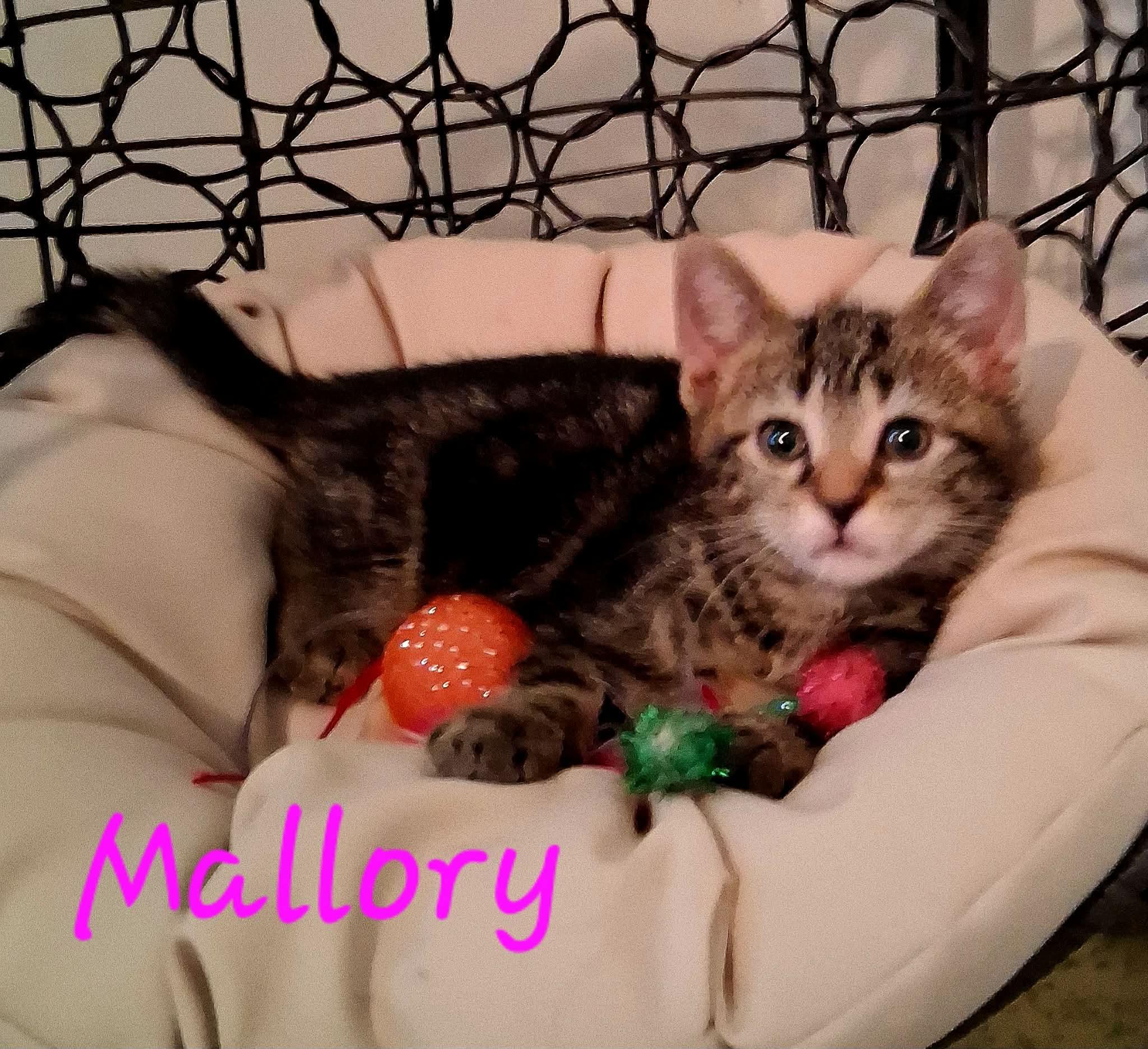 Mallory, a ADOPTABLE Domestic Short Hair in East Lansing, MI image 4/4
