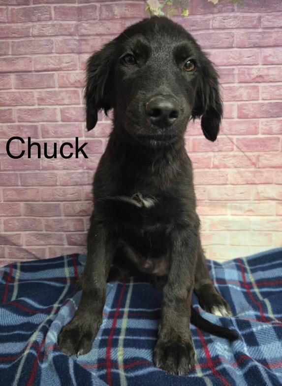 Enlarge Chuck, a ADOPTABLE mixed breed in Littleton, CO image 2/2