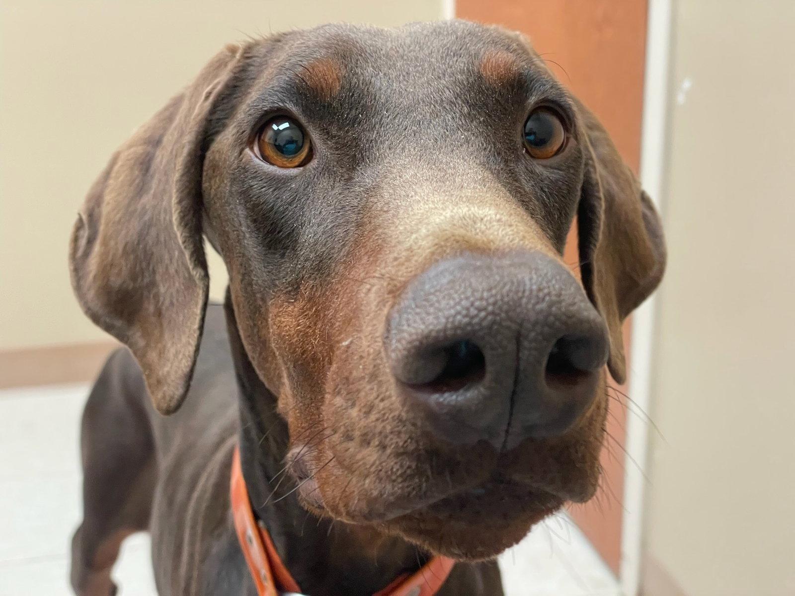 Princess, Adoptable, Young Female Doberman Pinscher.