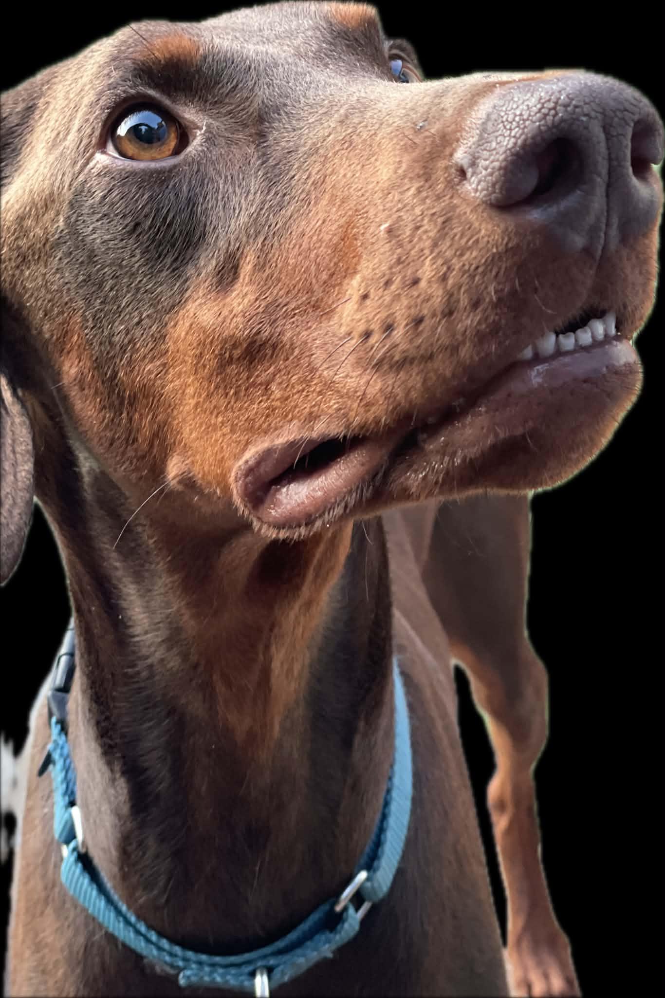 Enlarge Princess, a Adoptable Doberman Pinscher in Minneapolis, MN image 1/3