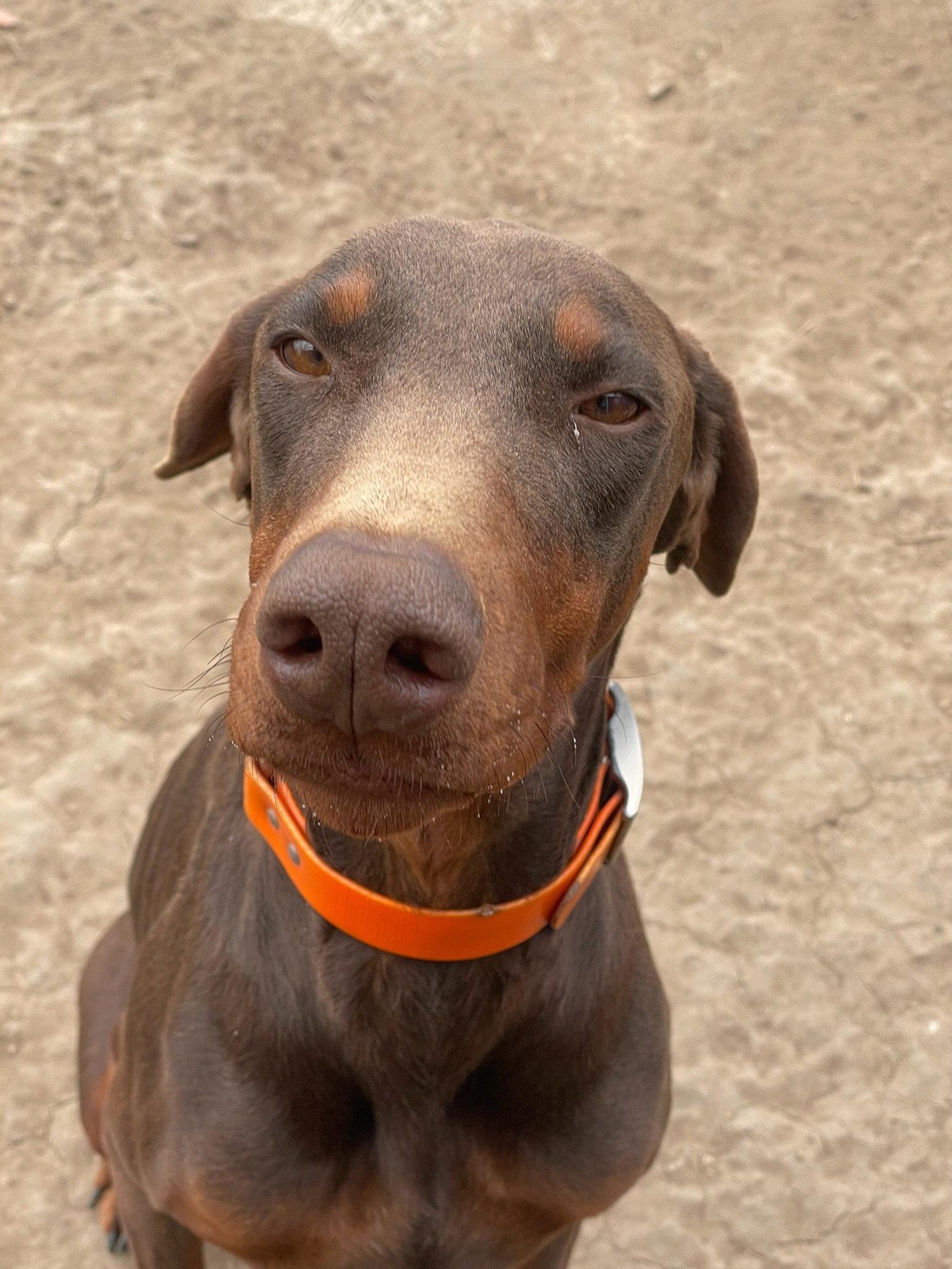 Princess, a Adoptable Doberman Pinscher in Minneapolis, MN image 2/2