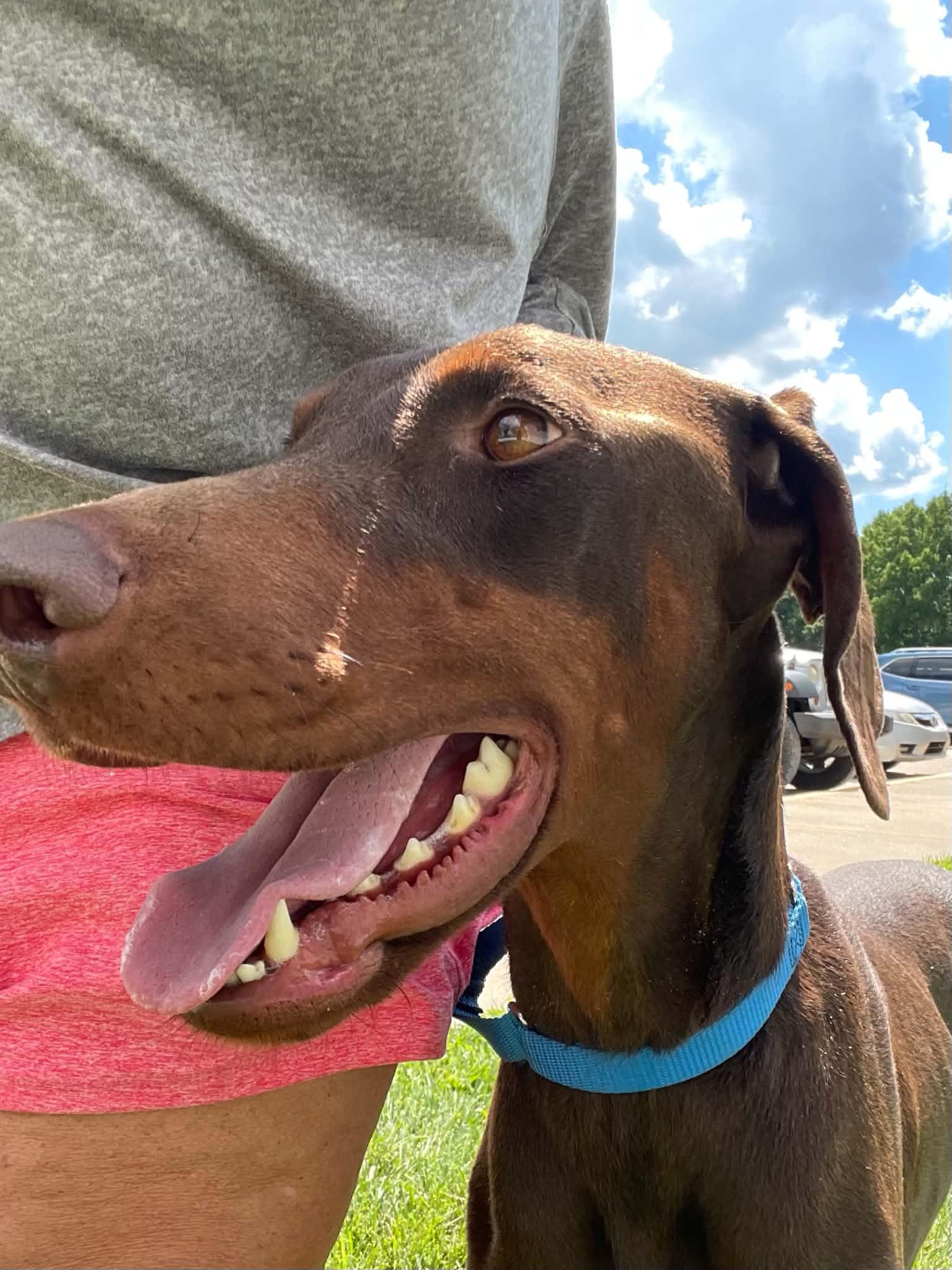Enlarge Princess, a Adoptable Doberman Pinscher in Minneapolis, MN image 2/3