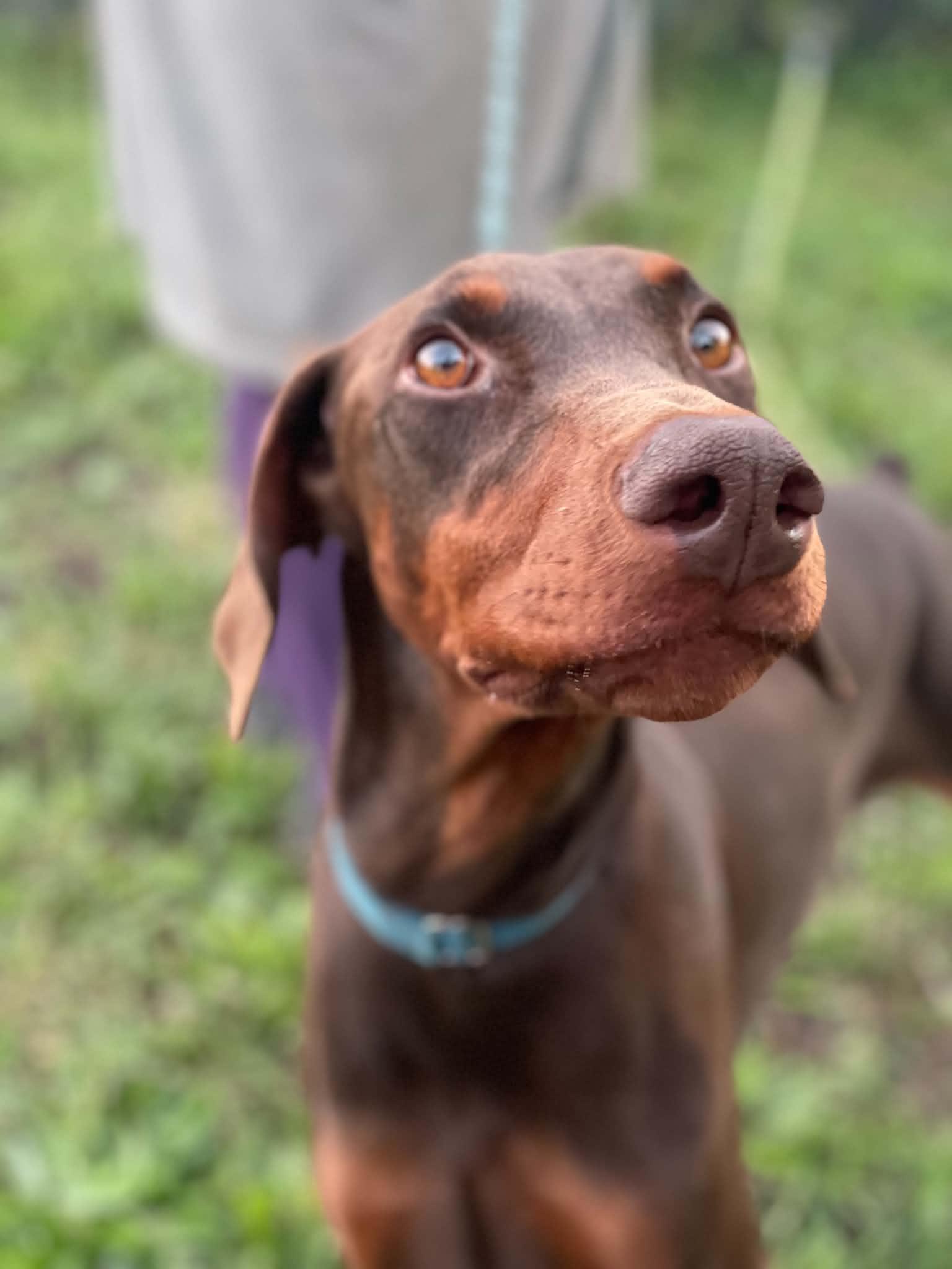 Enlarge Princess, a Adoptable Doberman Pinscher in Minneapolis, MN image 3/3