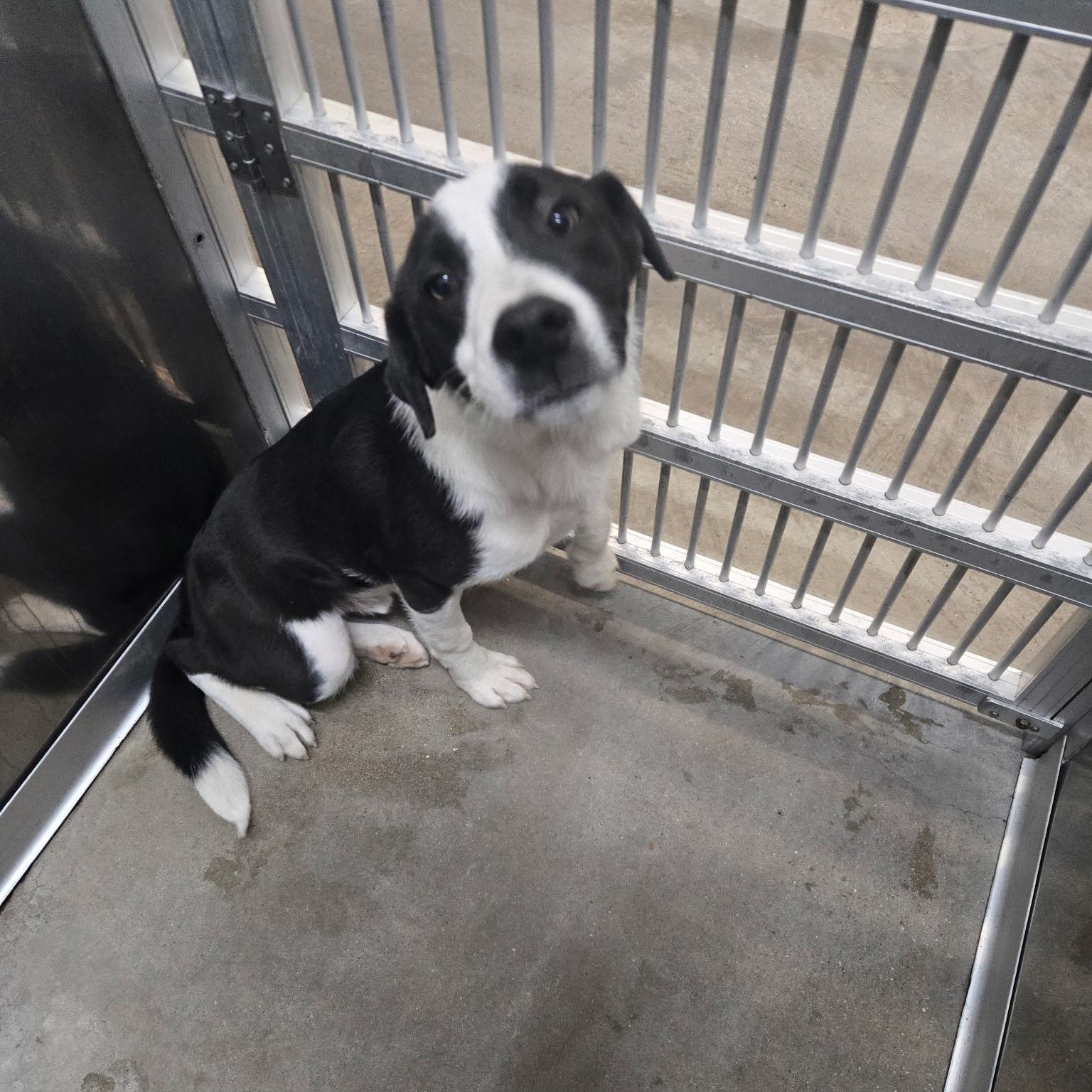 Enlarge Romeo, a ADOPTABLE mixed breed in Cedarburg, WI image 2/3