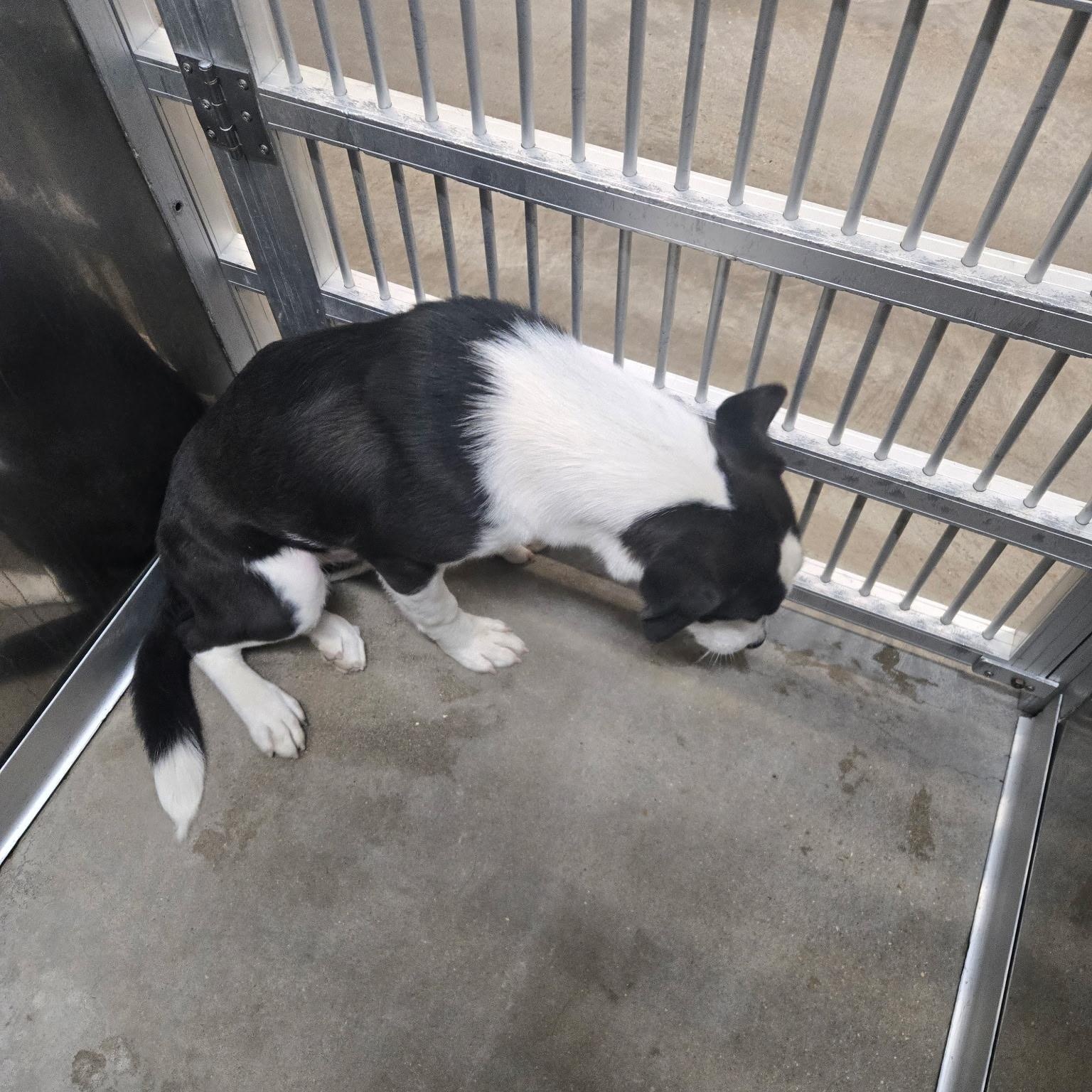 Enlarge Romeo, a ADOPTABLE mixed breed in Cedarburg, WI image 3/3